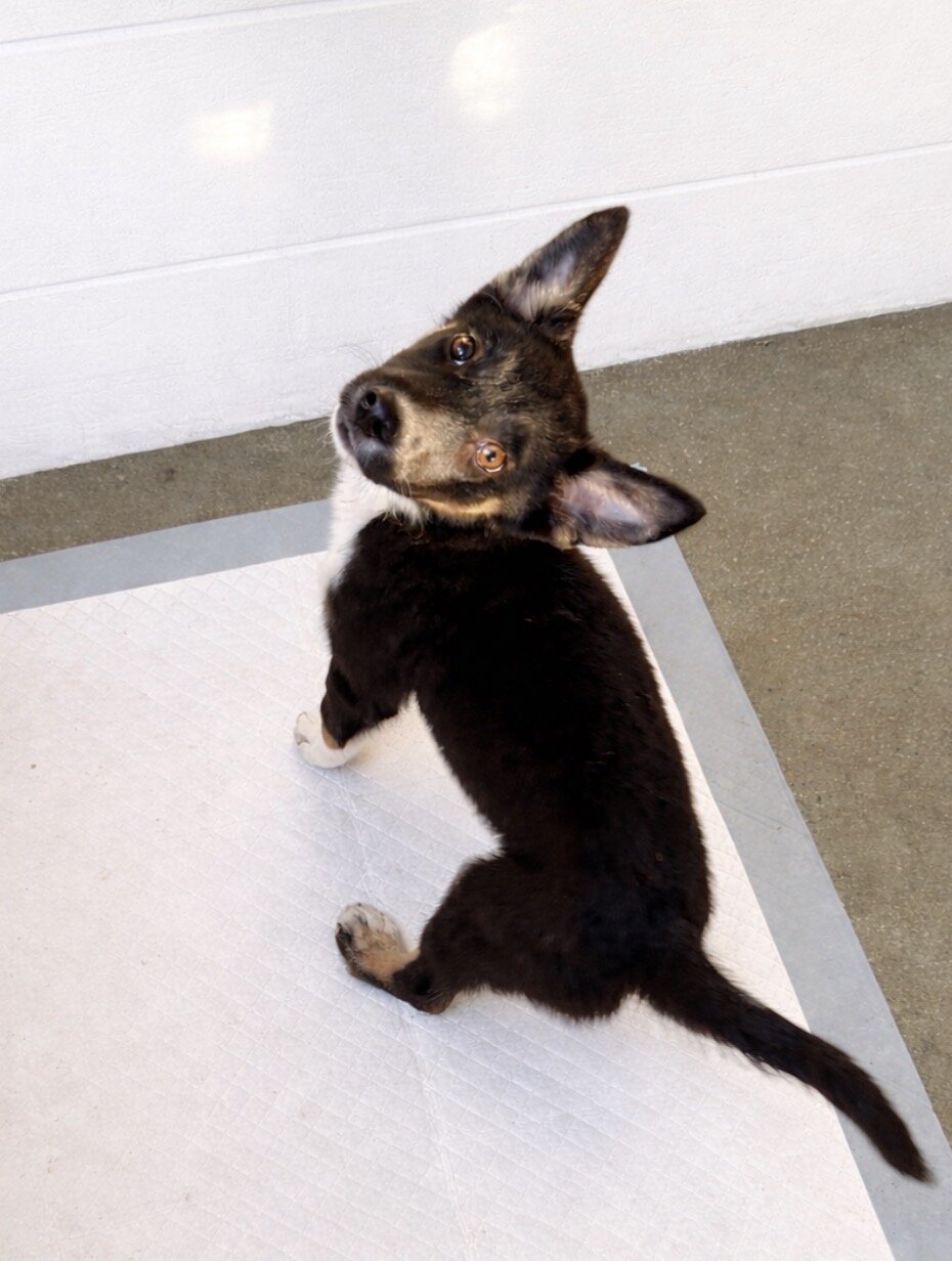 Aussie/German Shepard mix image 3