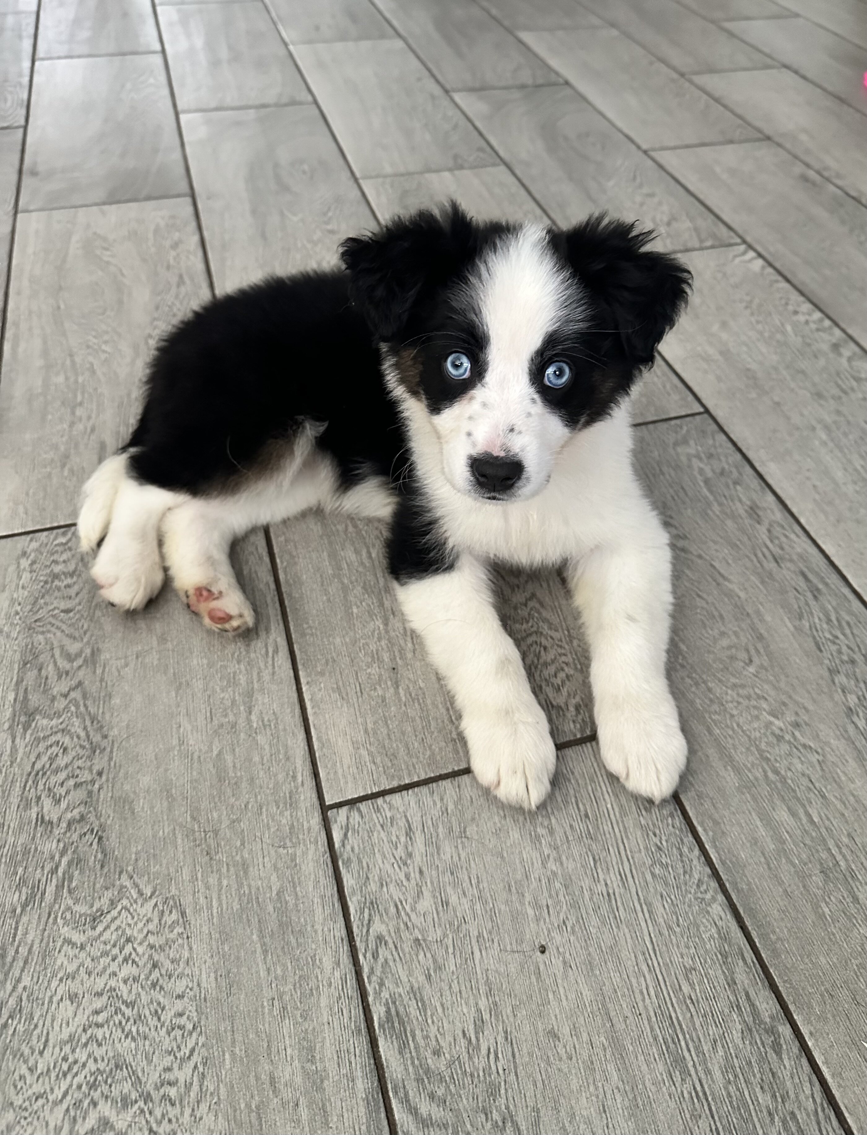 Aussie/German Shepard mix image 1