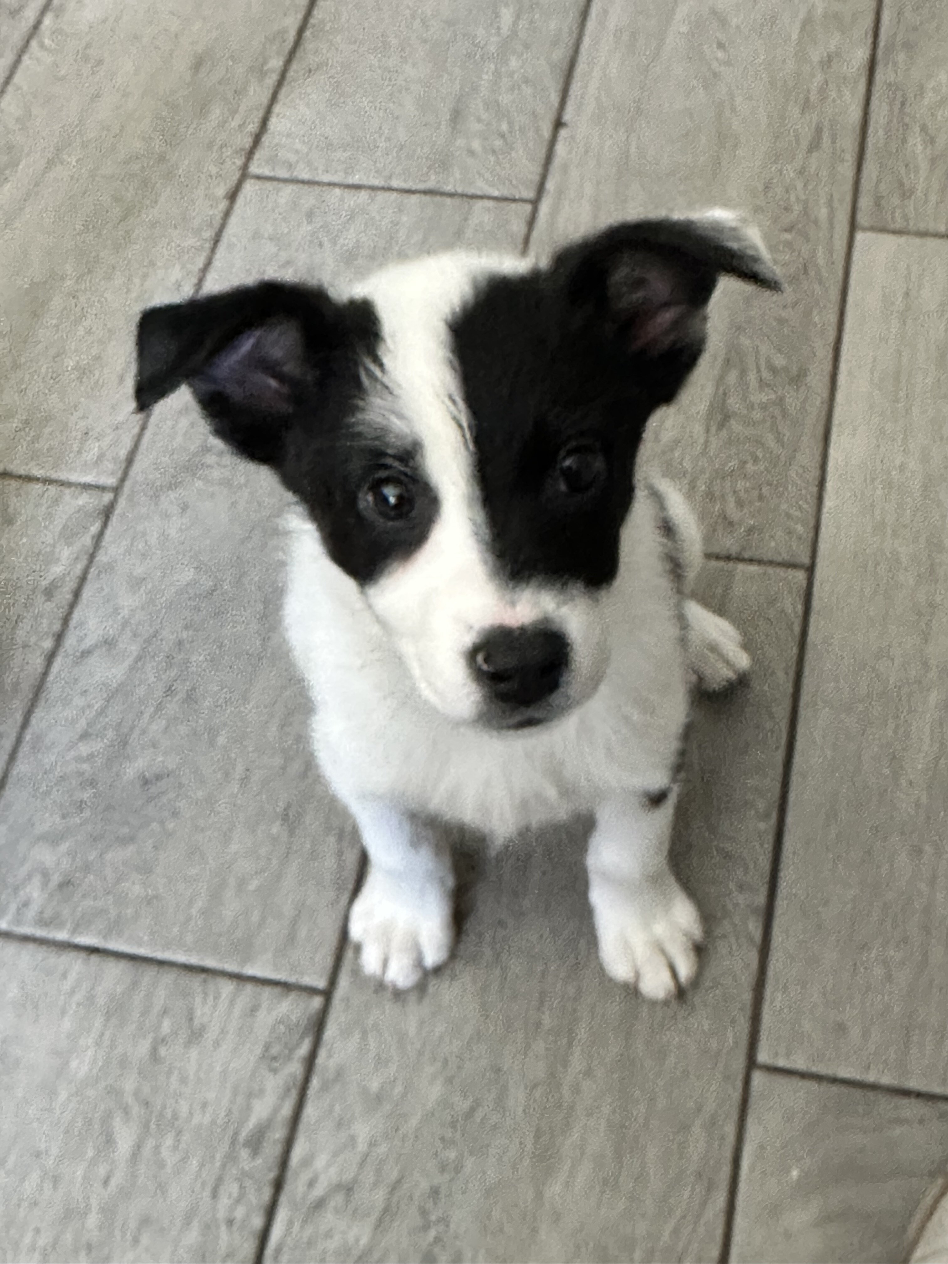 Aussie/German Shepard mix image 2