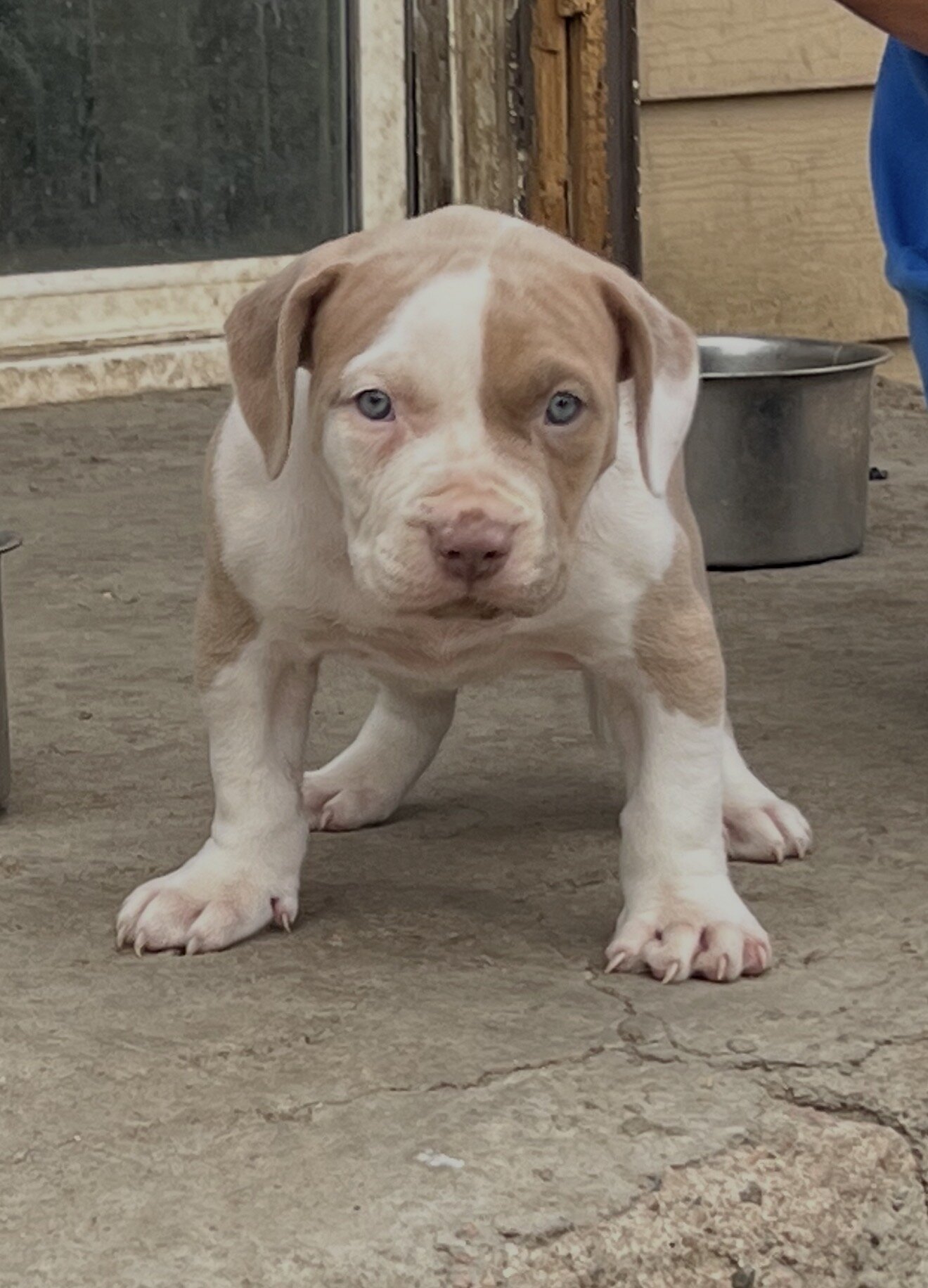 Bully image 3