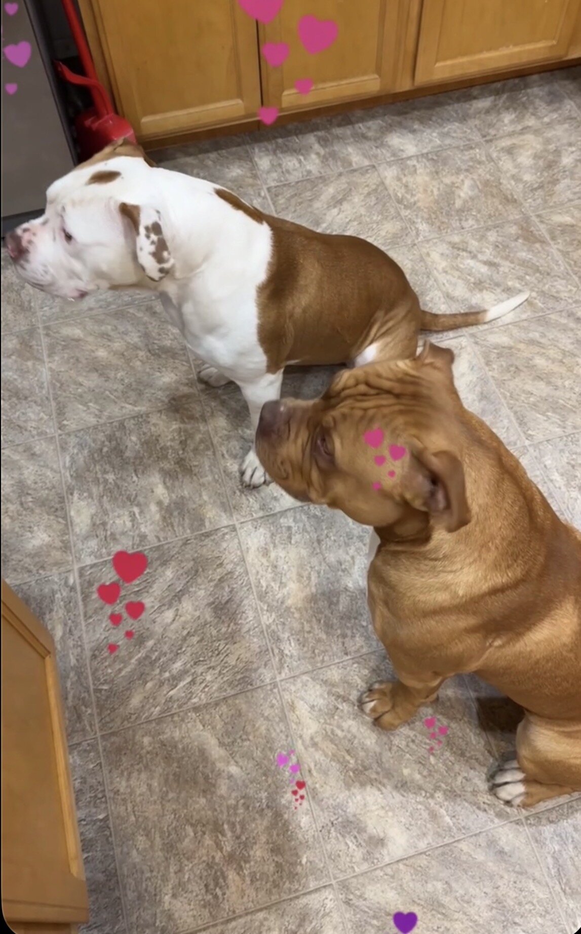 Bully image 2