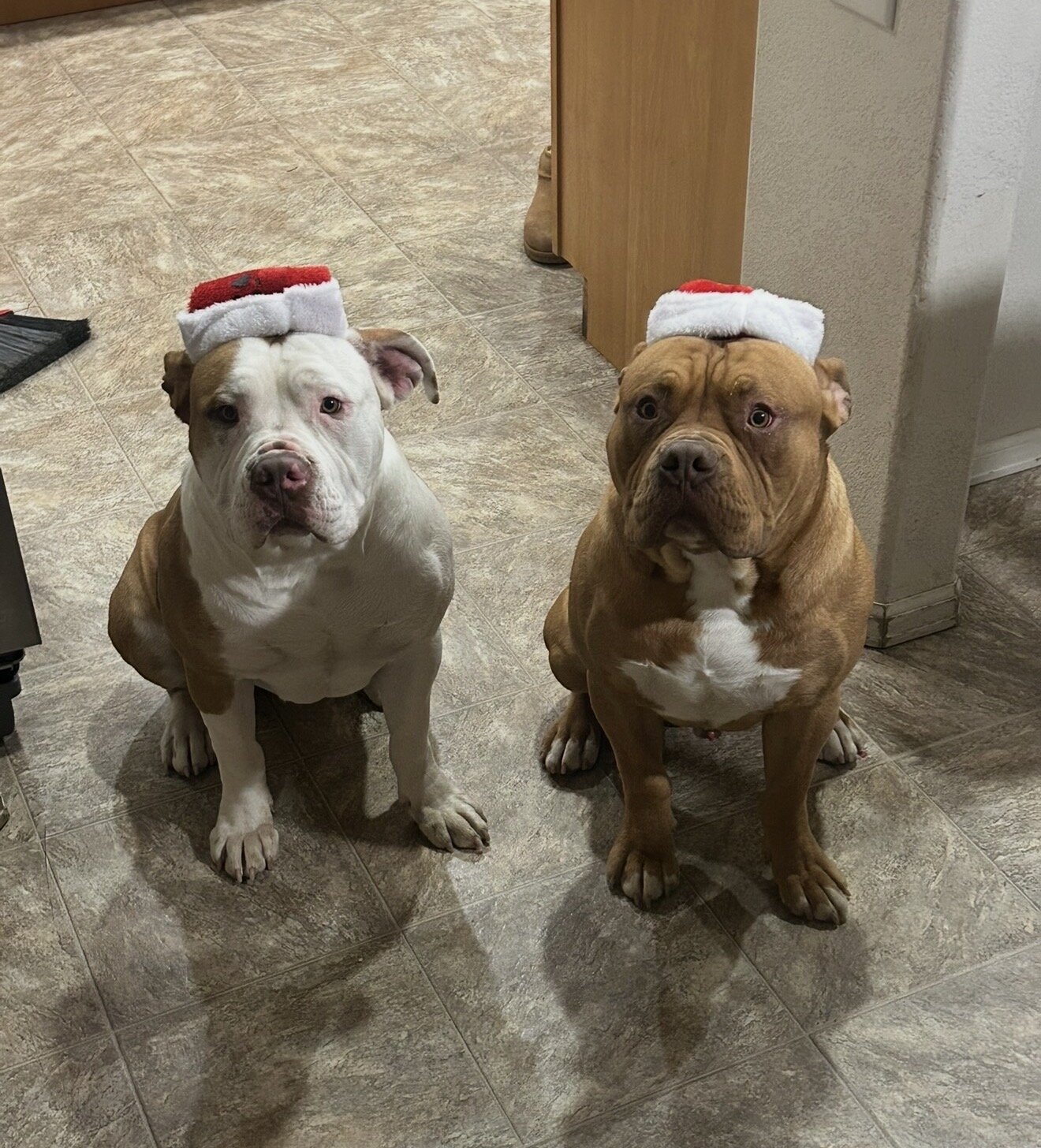 Bully image 1