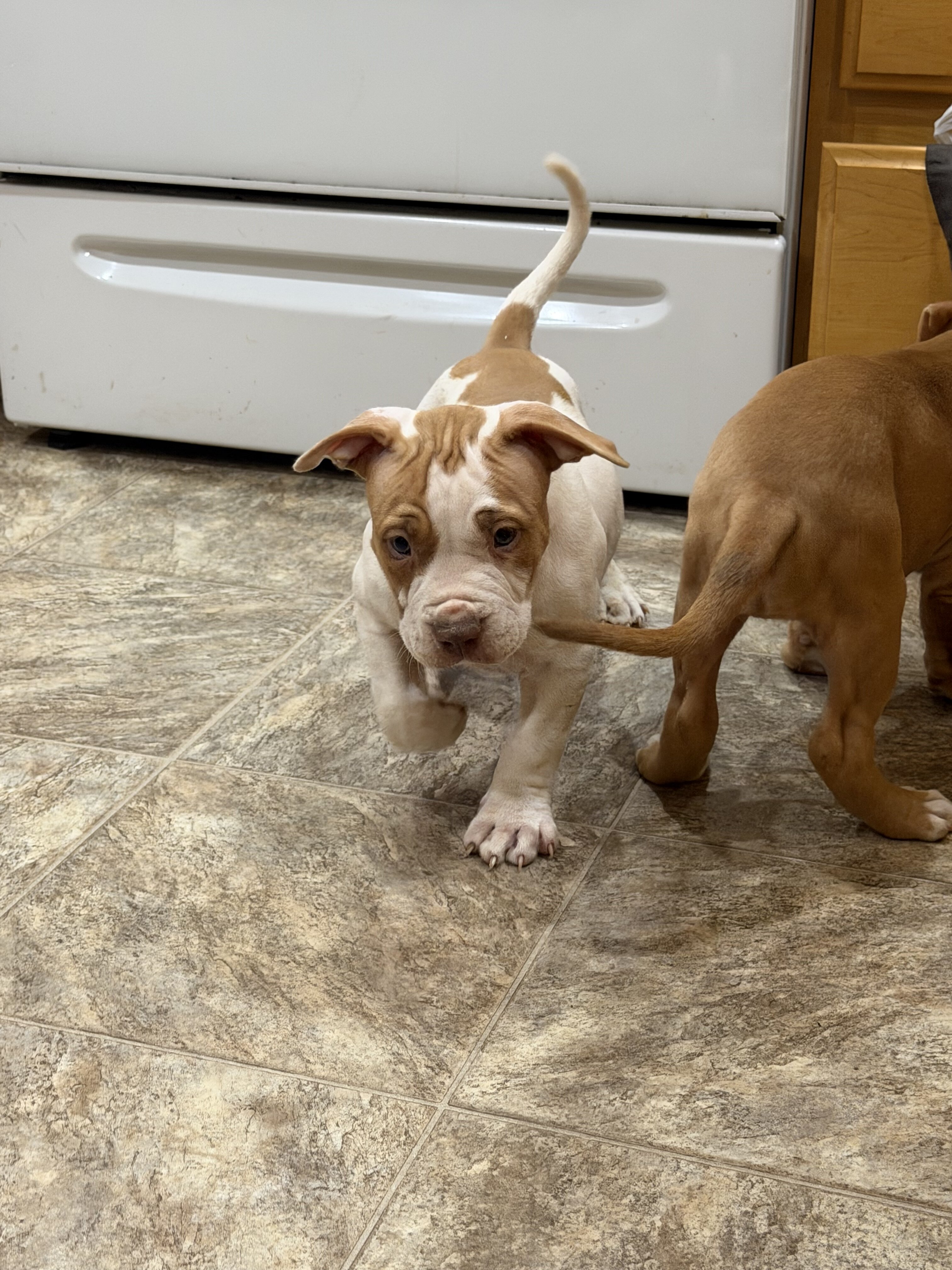Bully image 5