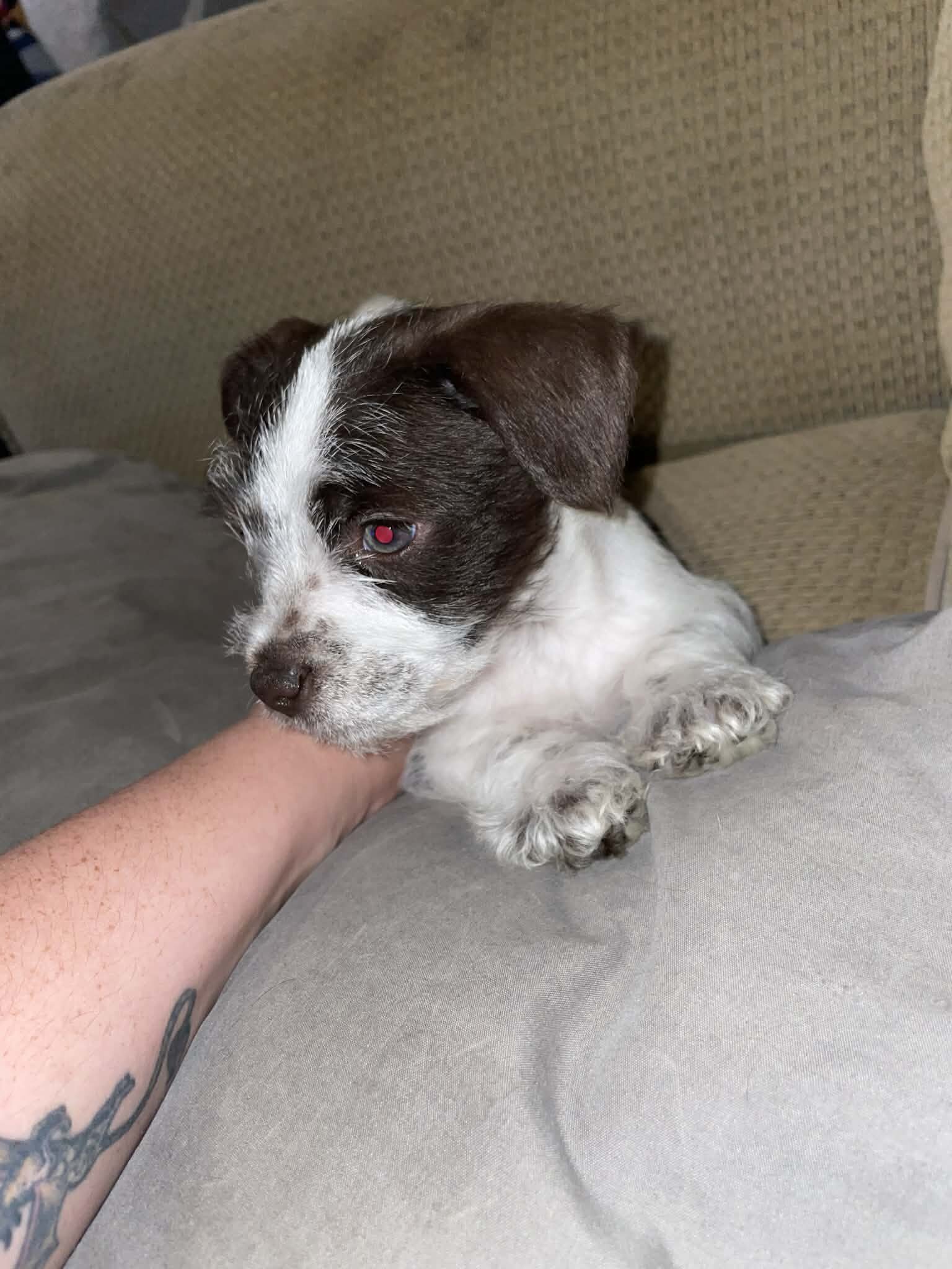 2 miniature schaunzer puppies for sale image 2