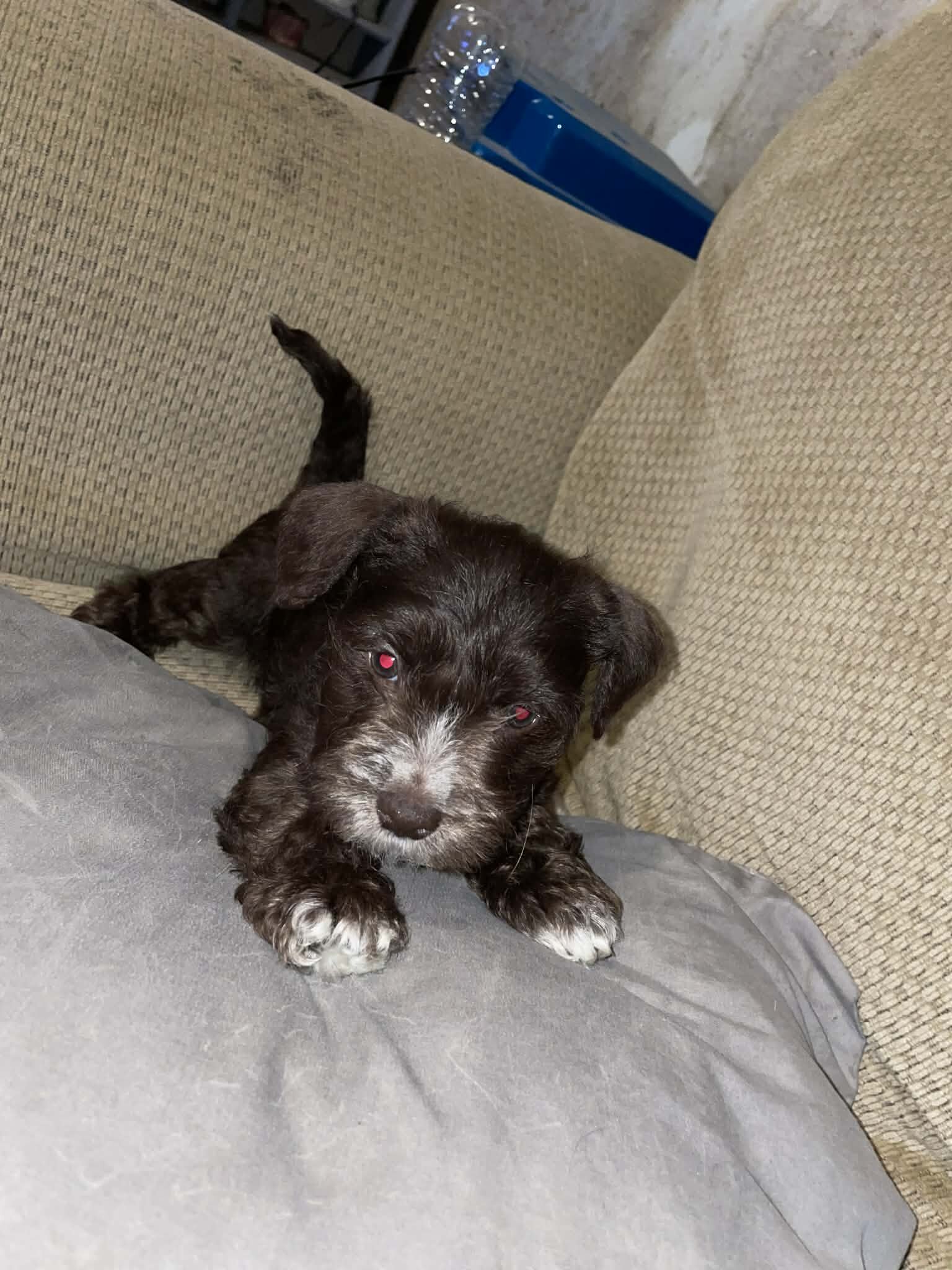 2 miniature schaunzer puppies for sale image 1