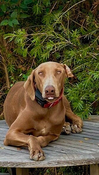 Weimaraner Male 2 years image 2