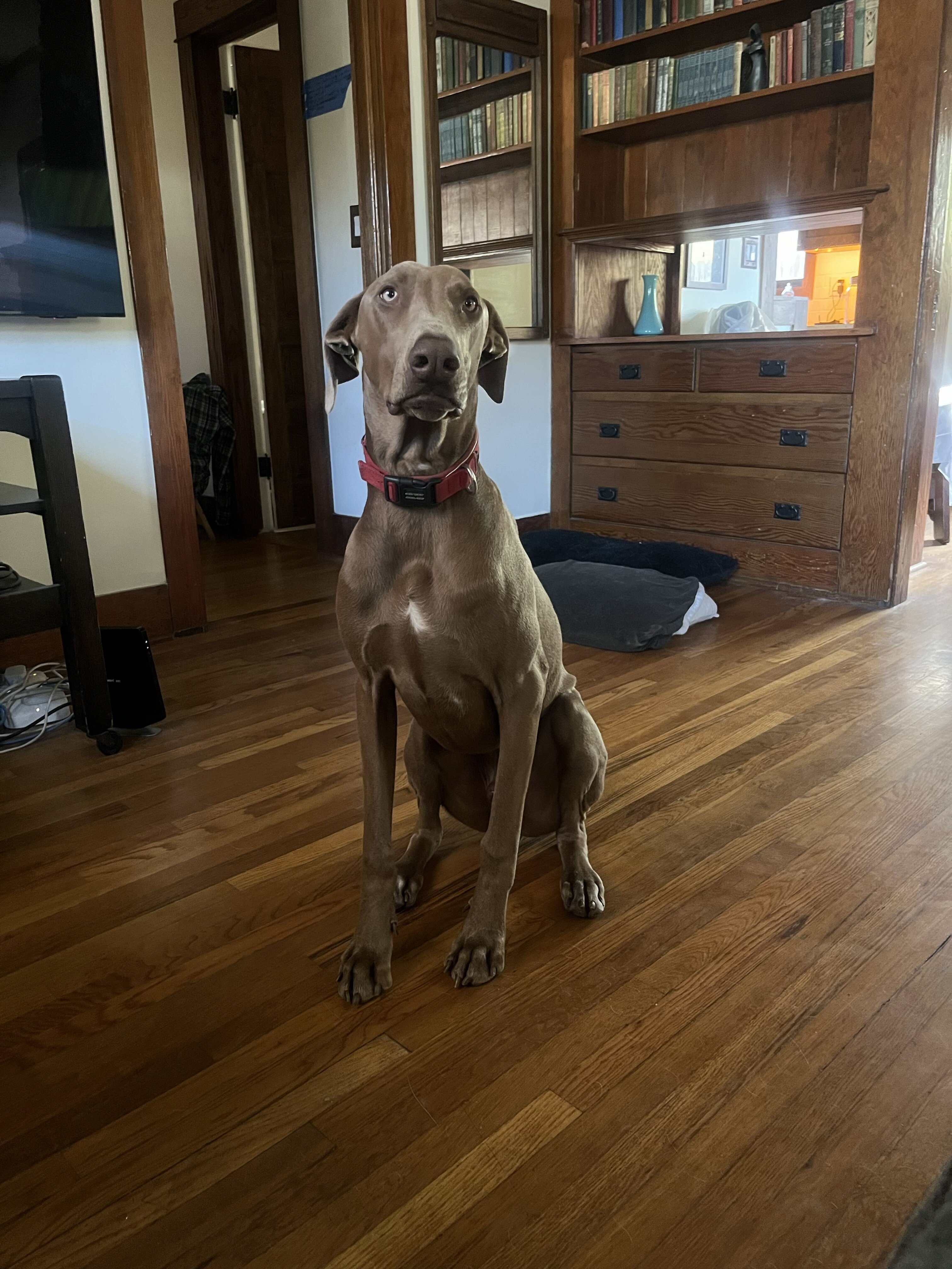 Weimaraner Male 2 years image 1