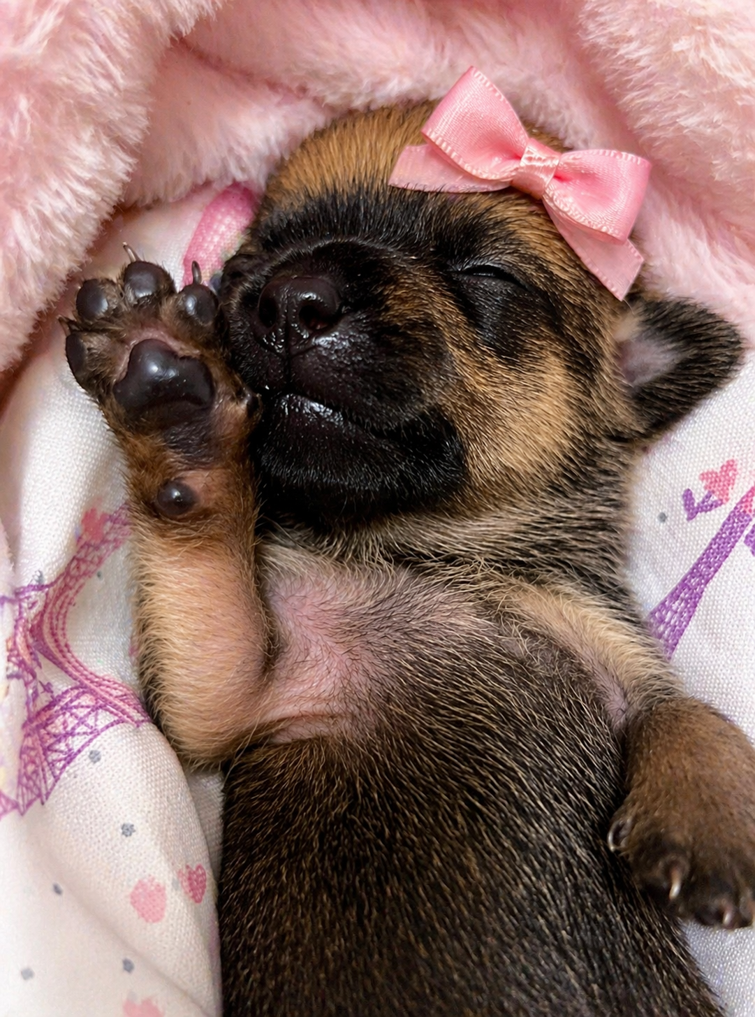 🐾 COMING SOON: Rare Tiny Pomchi Princess!👑 image 1