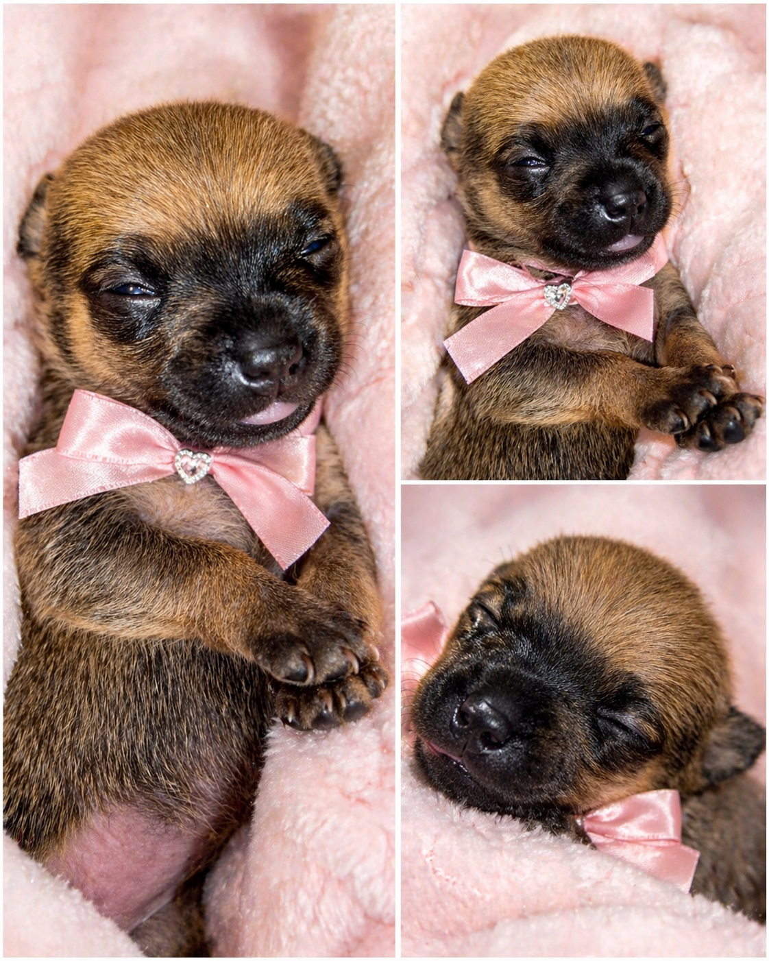 🐾 COMING SOON: Rare Tiny Pomchi Princess!👑 image 2