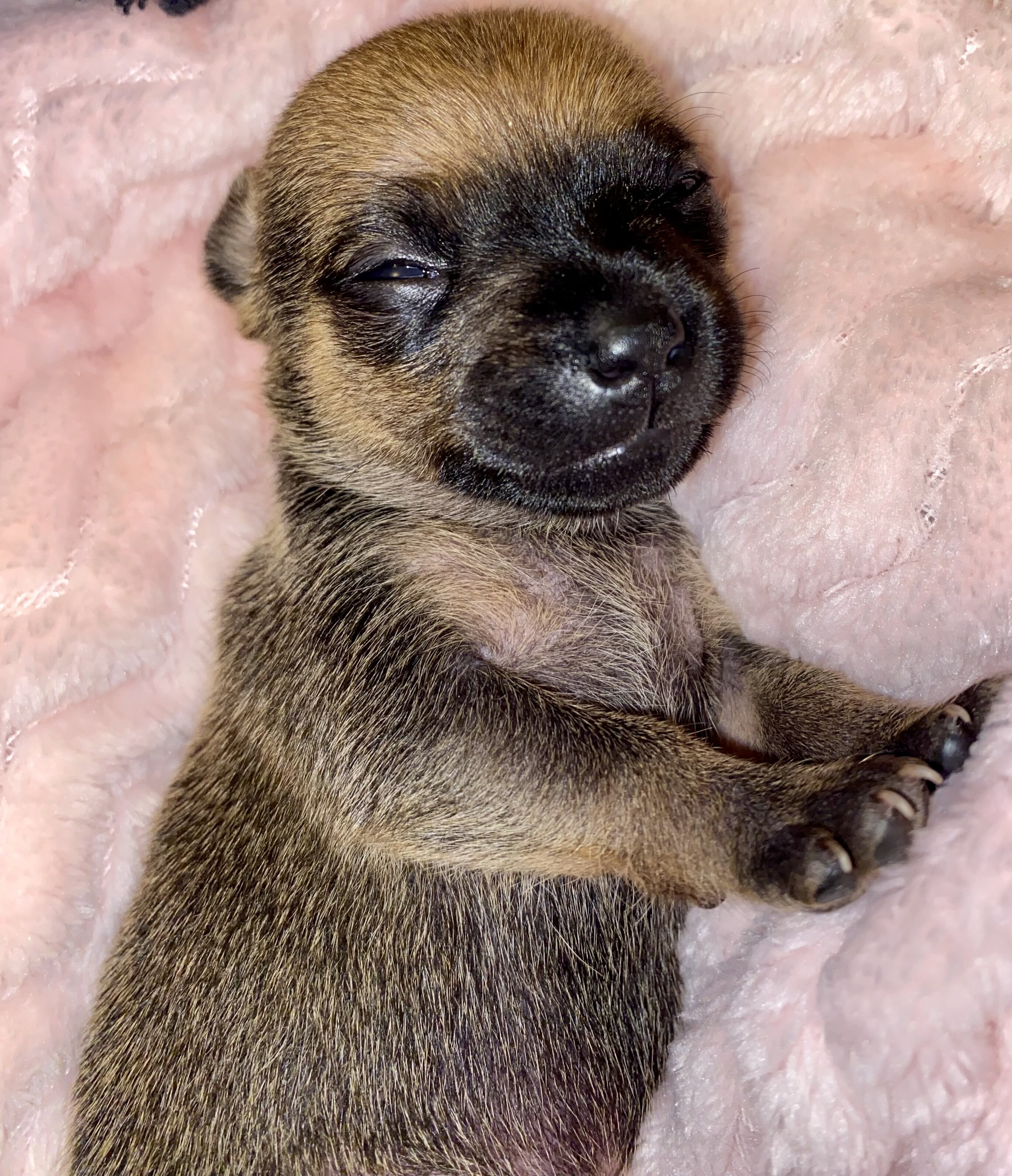 🐾 COMING SOON: Rare Tiny Pomchi Princess!👑 image 5