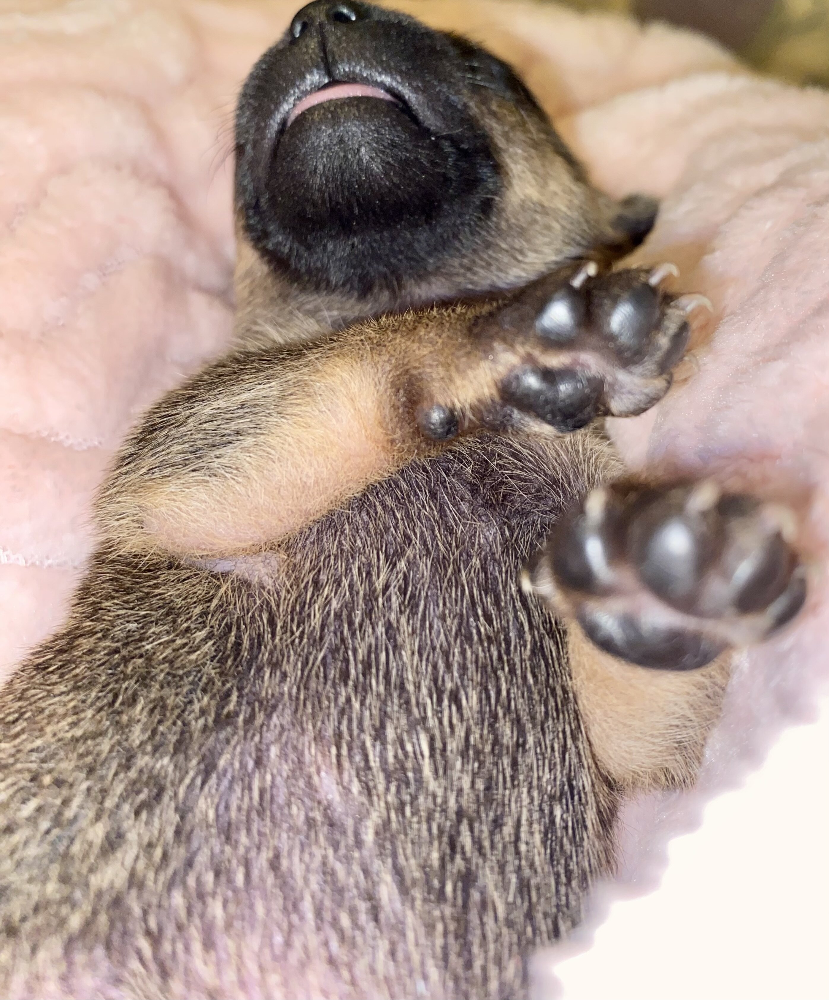 🐾 COMING SOON: Rare Tiny Pomchi Princess!👑 image 7