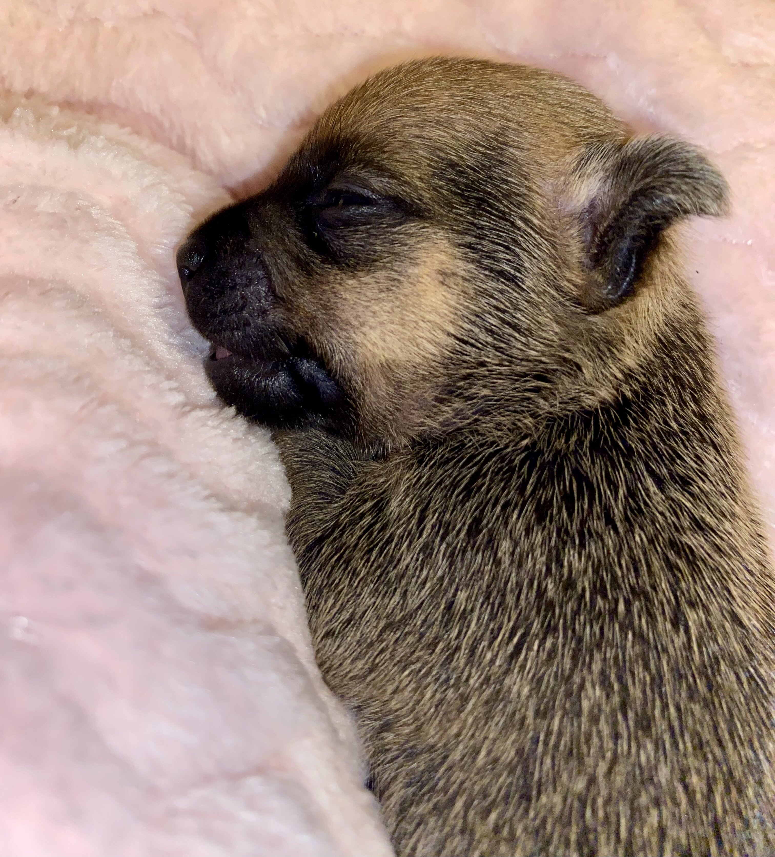 🐾 COMING SOON: Rare Tiny Pomchi Princess!👑 image 6