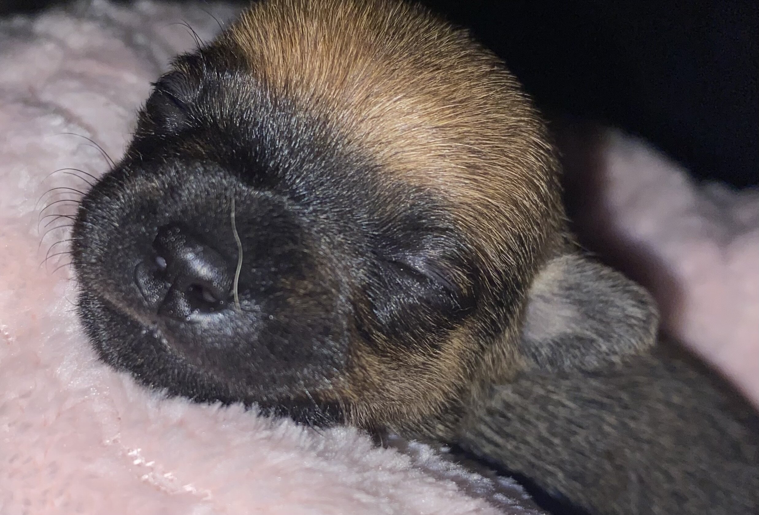 🐾 COMING SOON: Rare Tiny Pomchi Princess!👑 image 4
