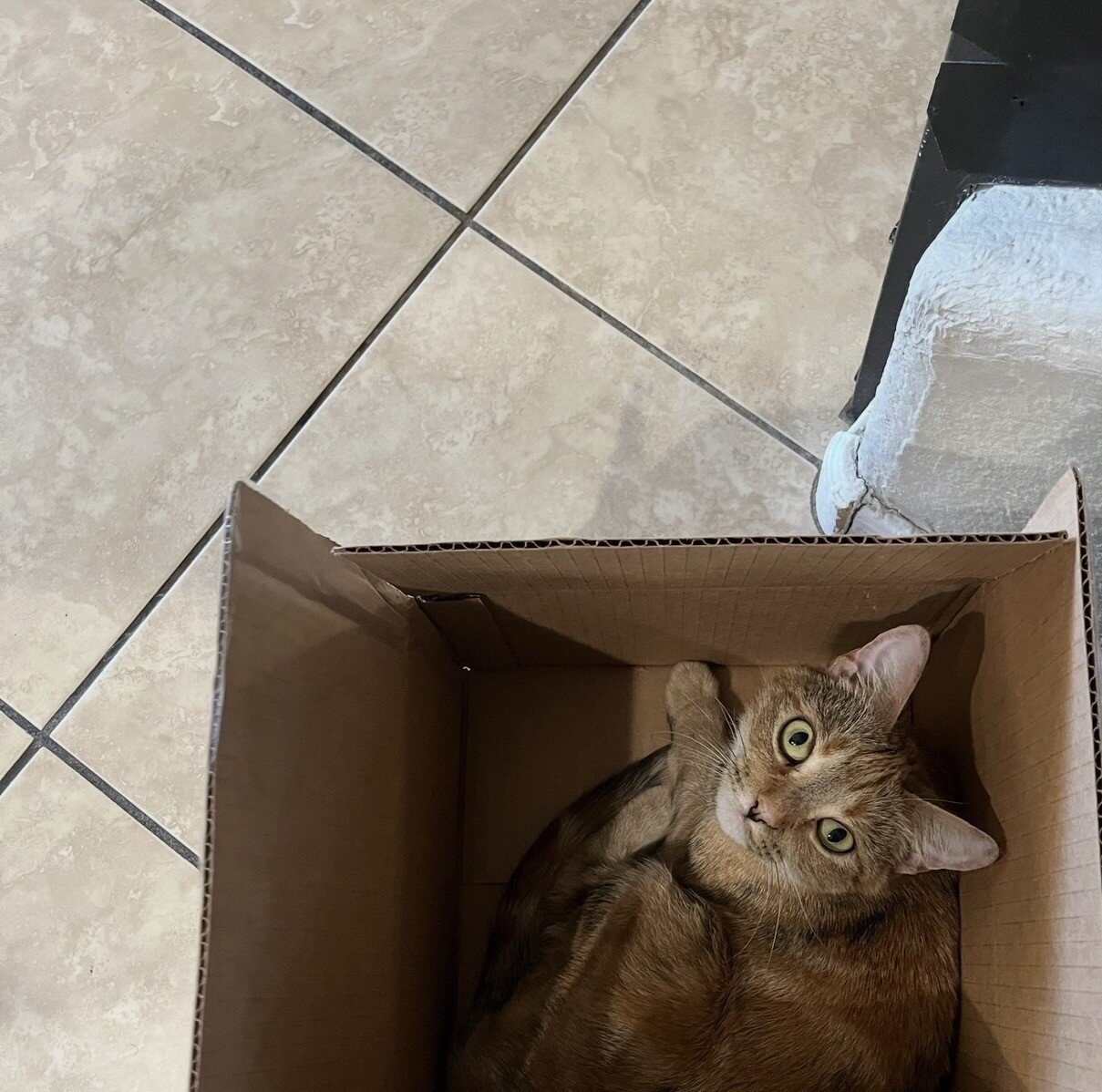 Free Cat image 3