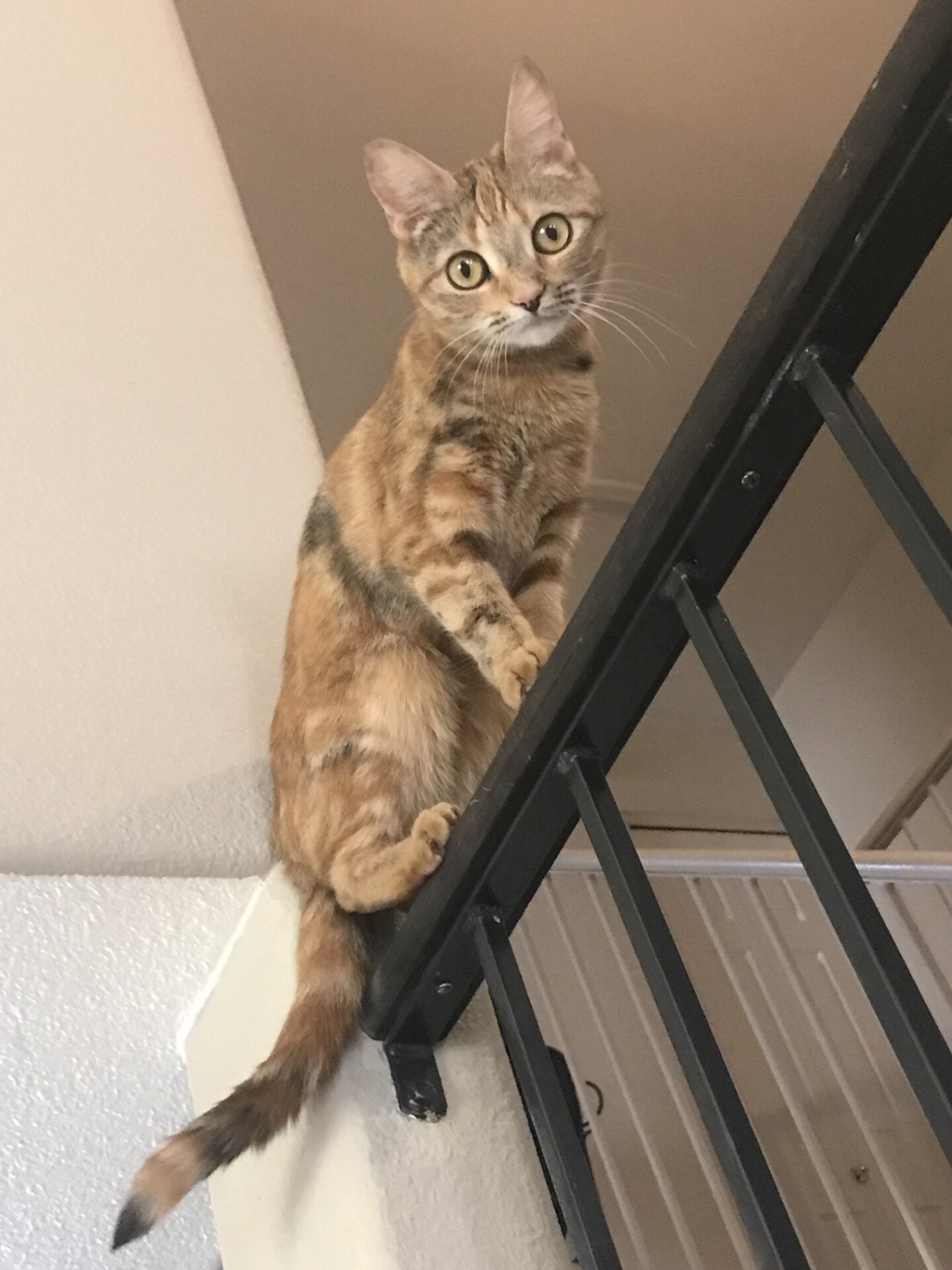 Free Cat image 2