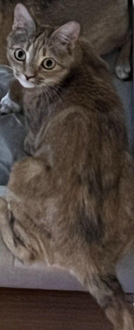 Free Cat image 1