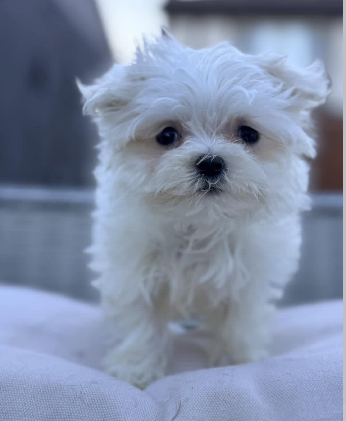 Puppy image 2