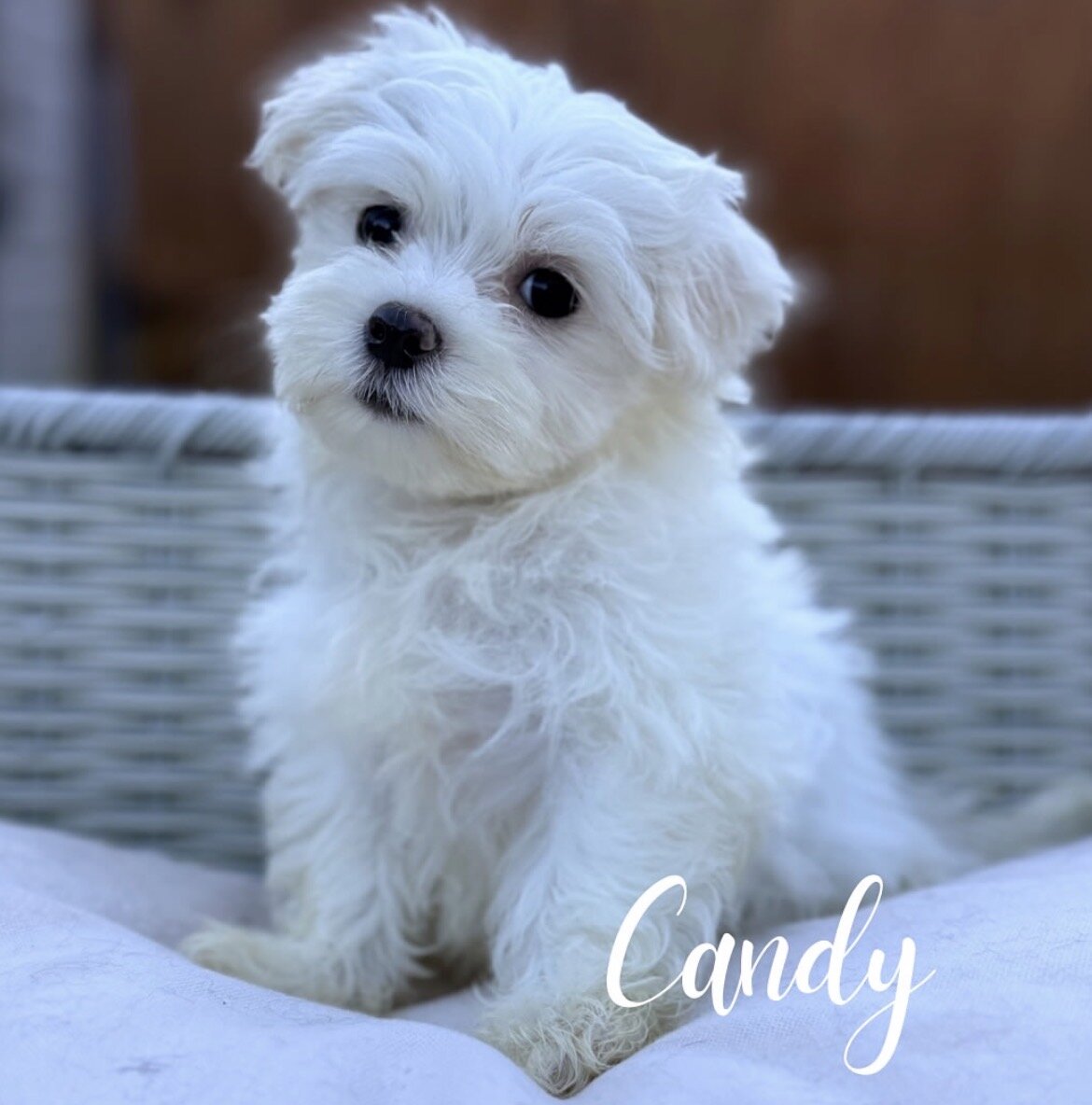 Puppy image 3