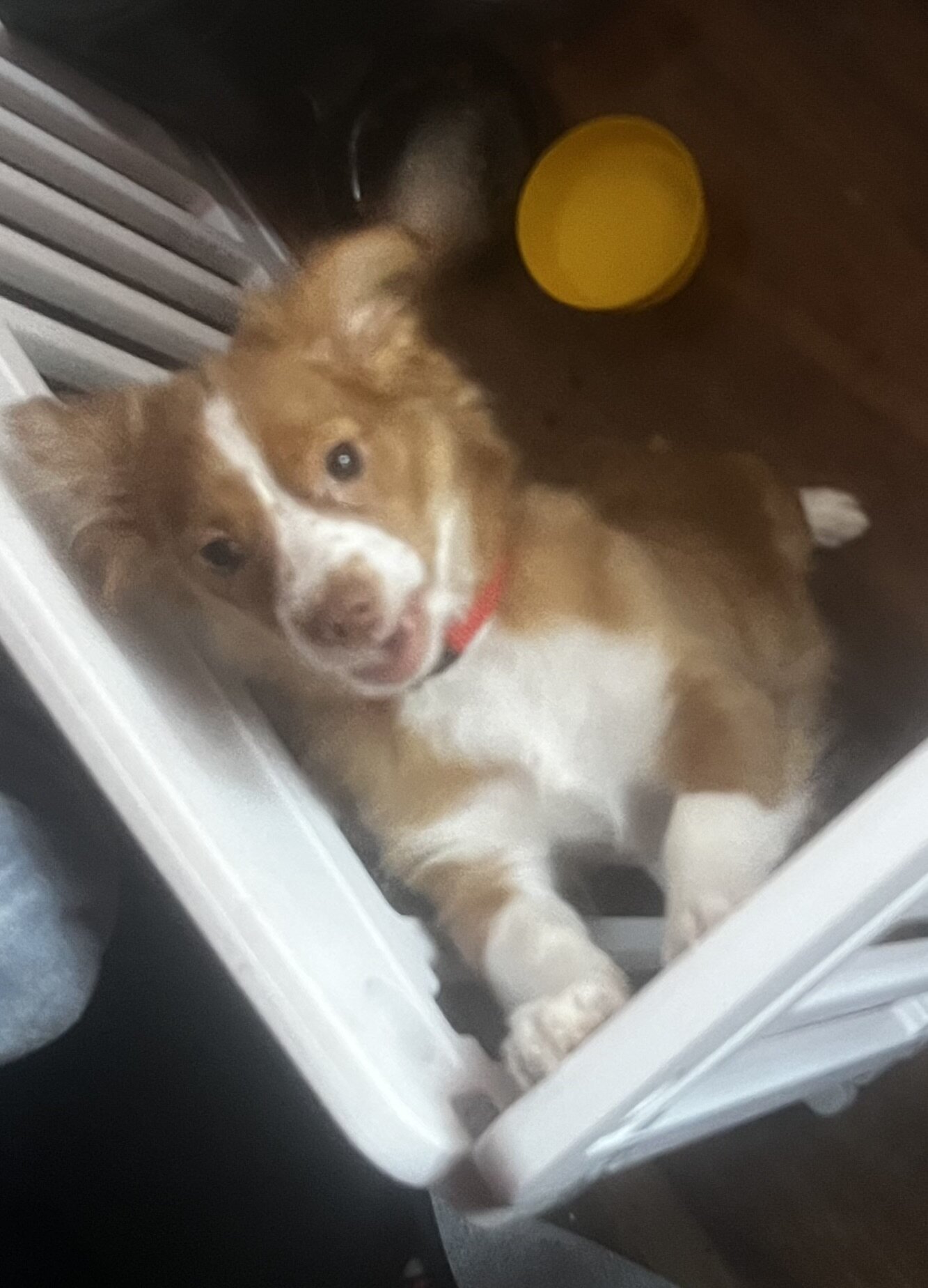 Puppy image 1