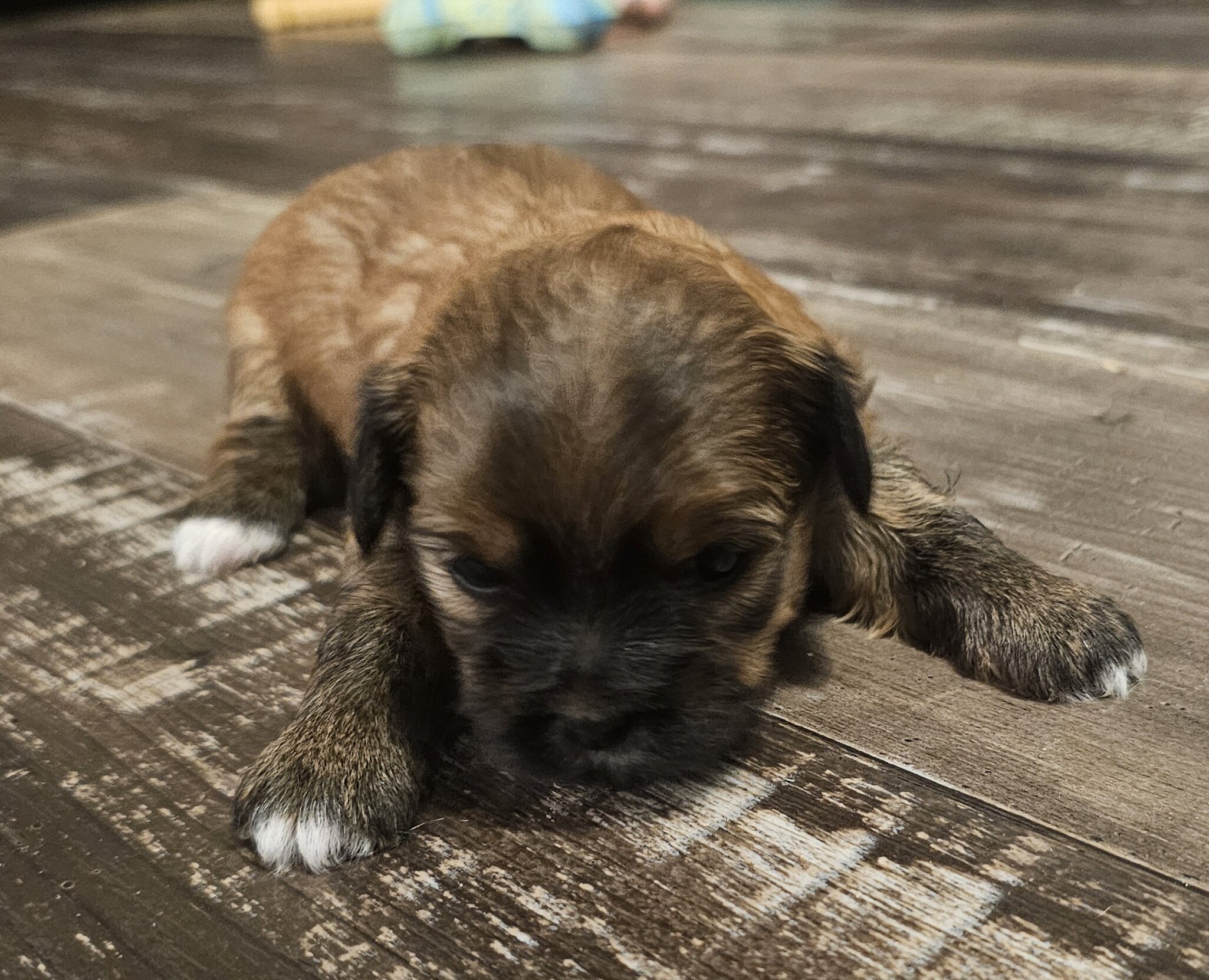 Shorkie pup - female image 6