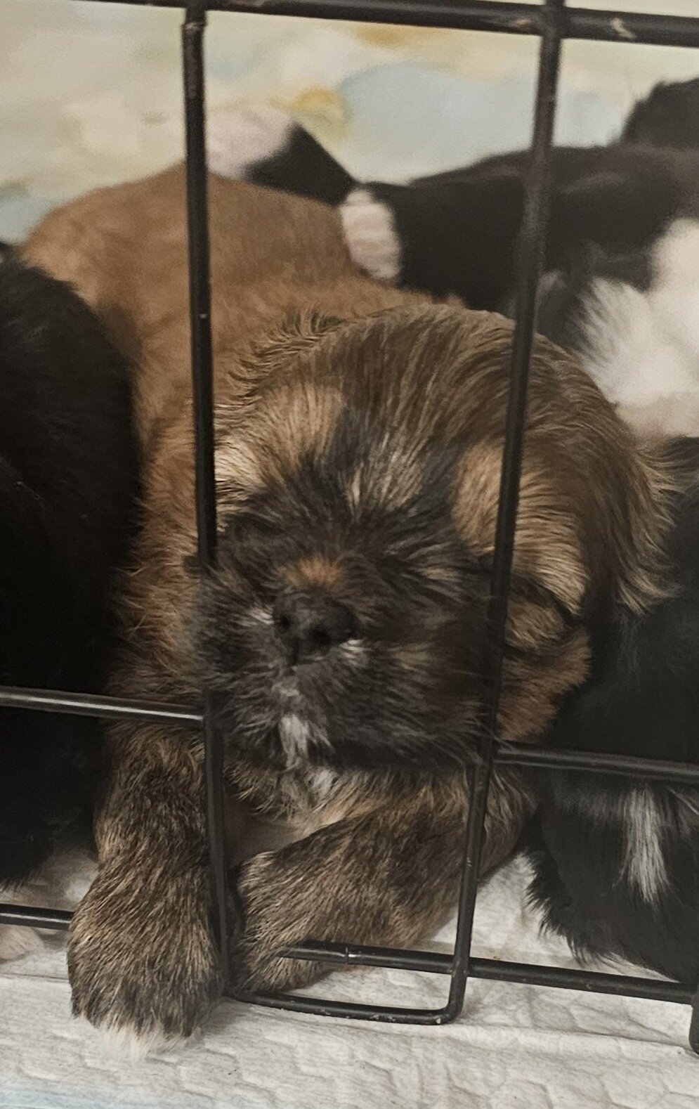 Shorkie pup - female image 5