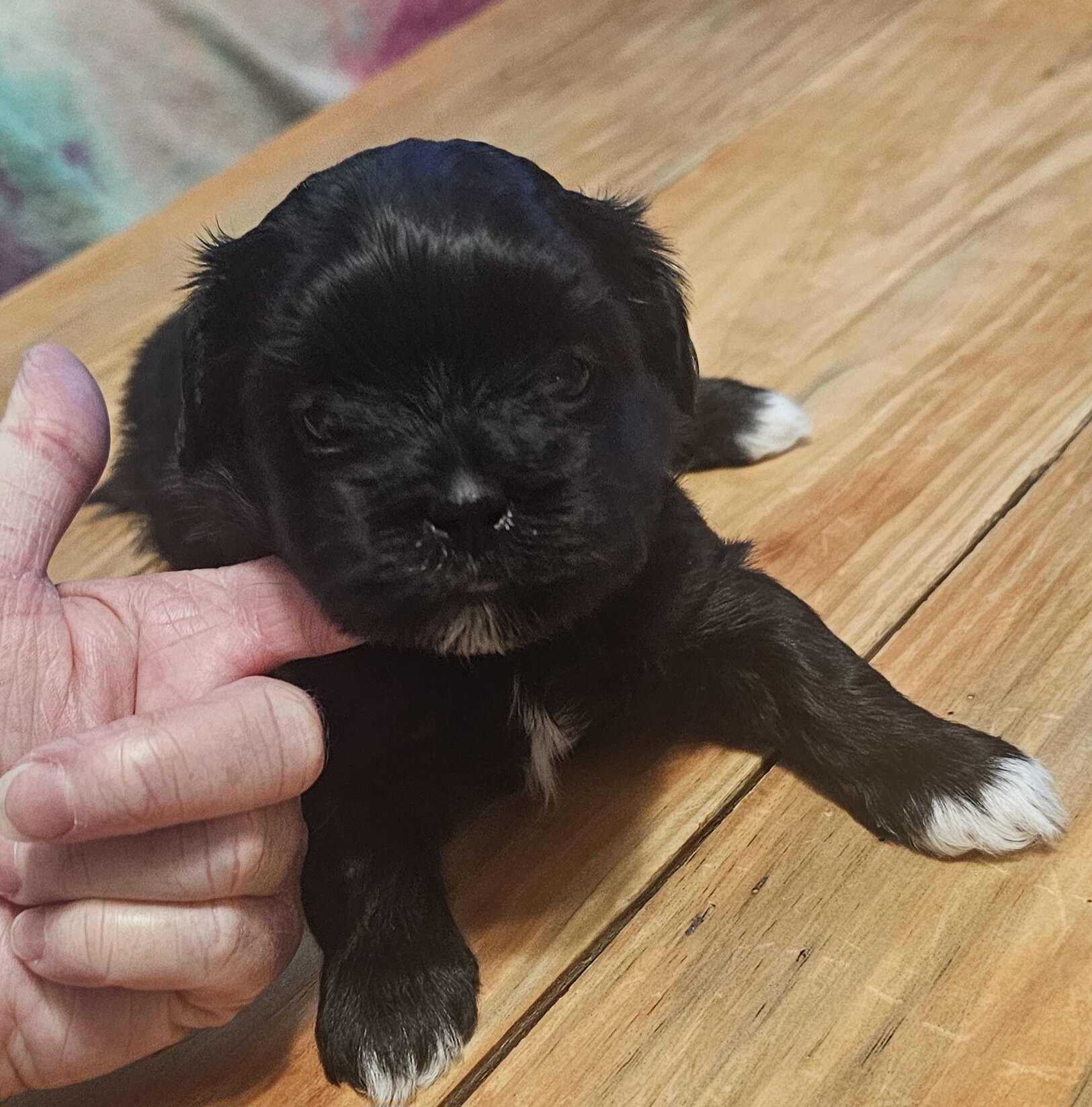Shorkie pup - female image 3