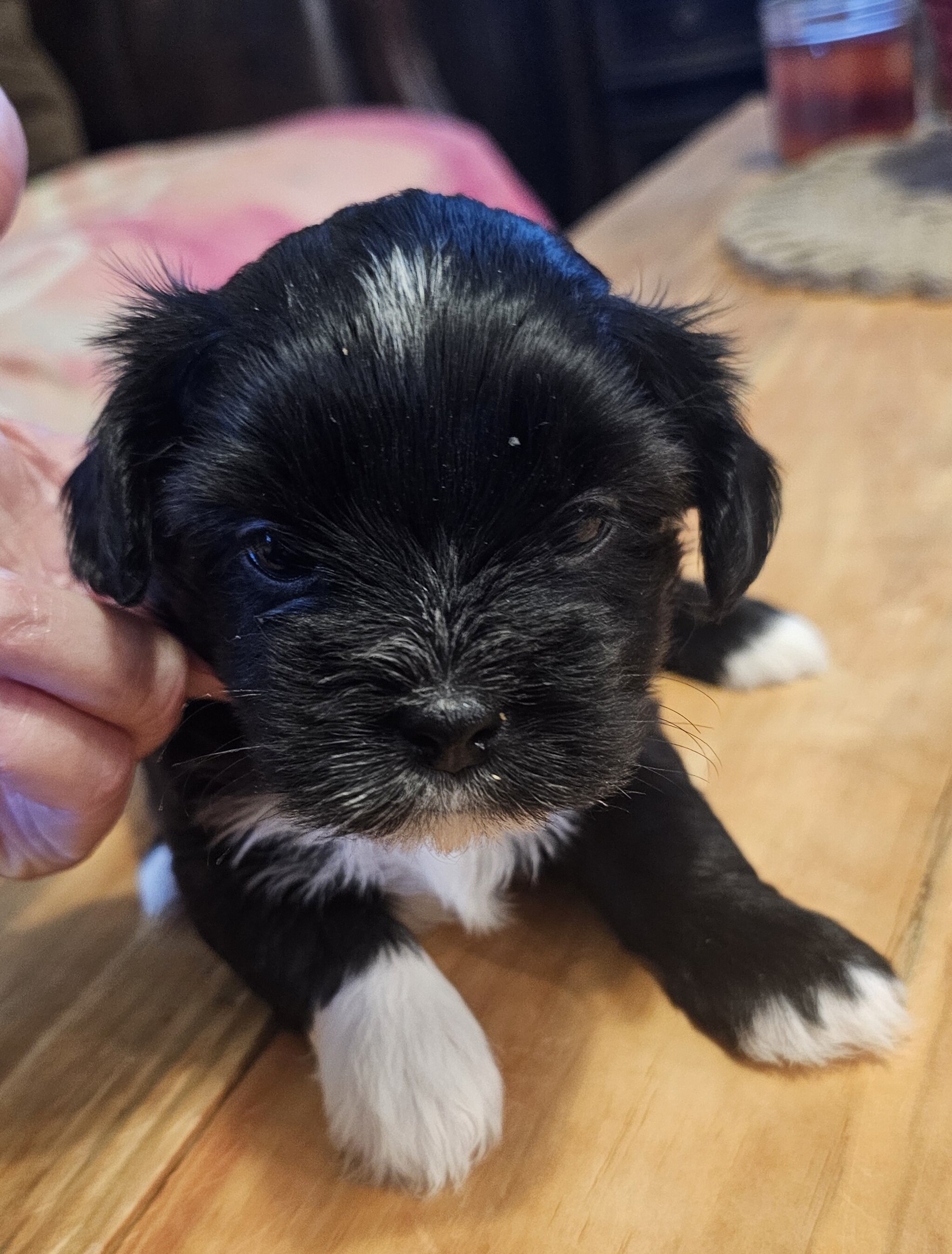 Shorkie pup - female image 4
