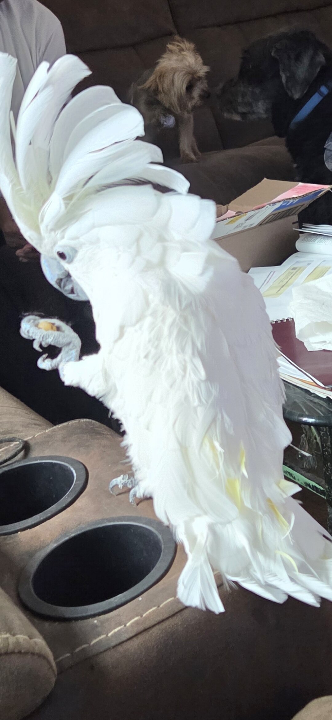 Cockatoo image 1