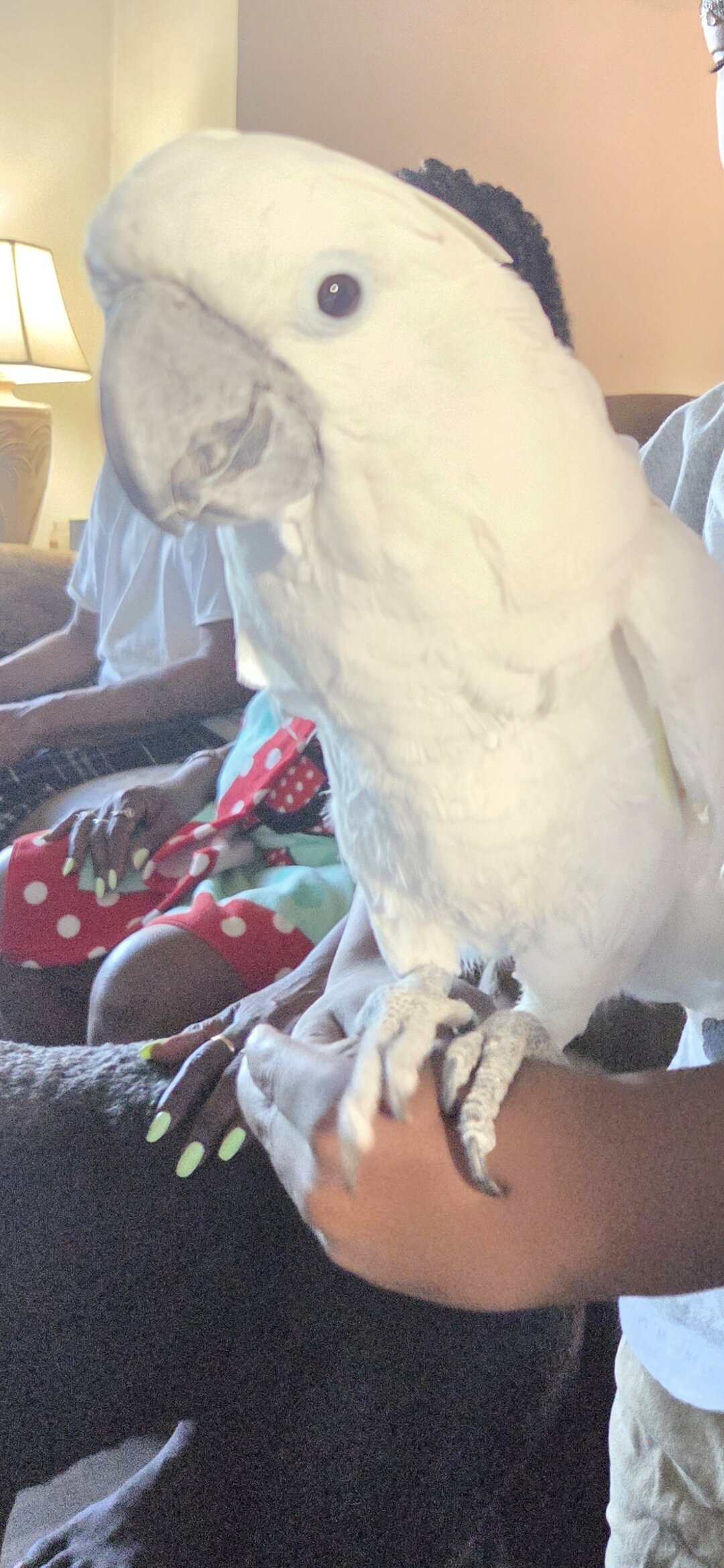 Cockatoo image 2