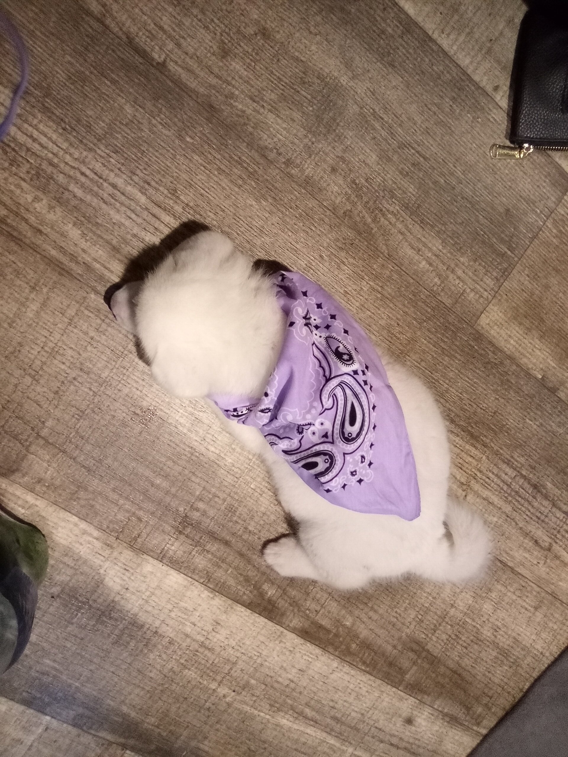 Beautiful Akita Puppy image 2