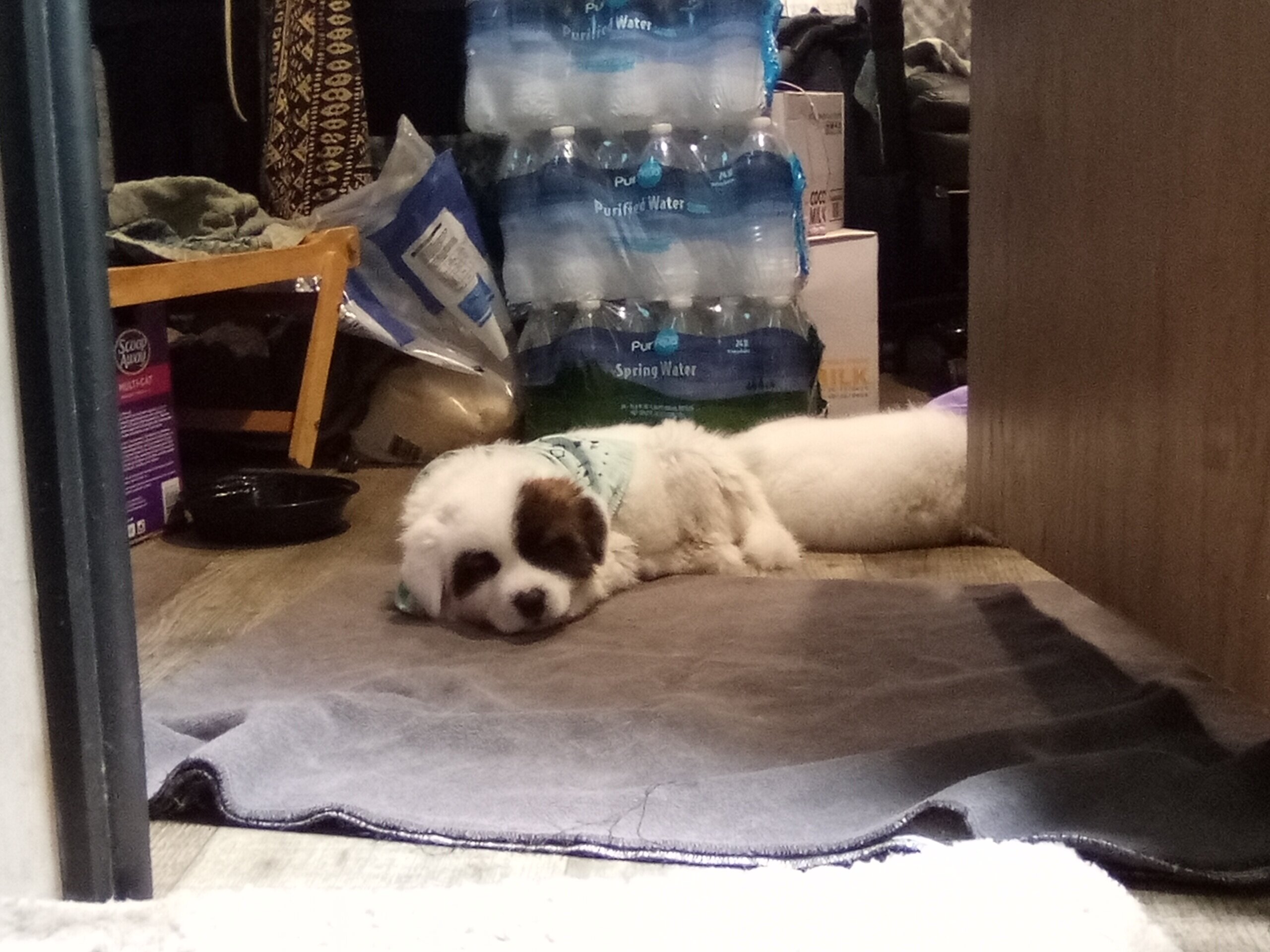 Beautiful Akita Puppy image 9