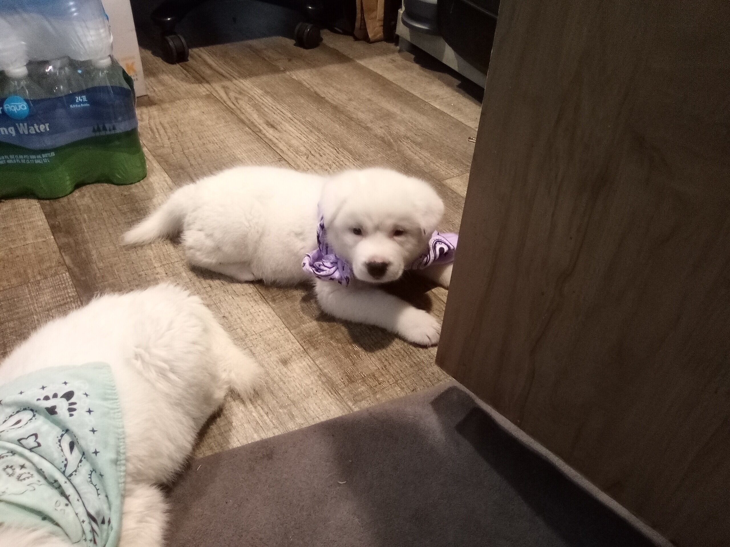 Beautiful Akita Puppy image 6
