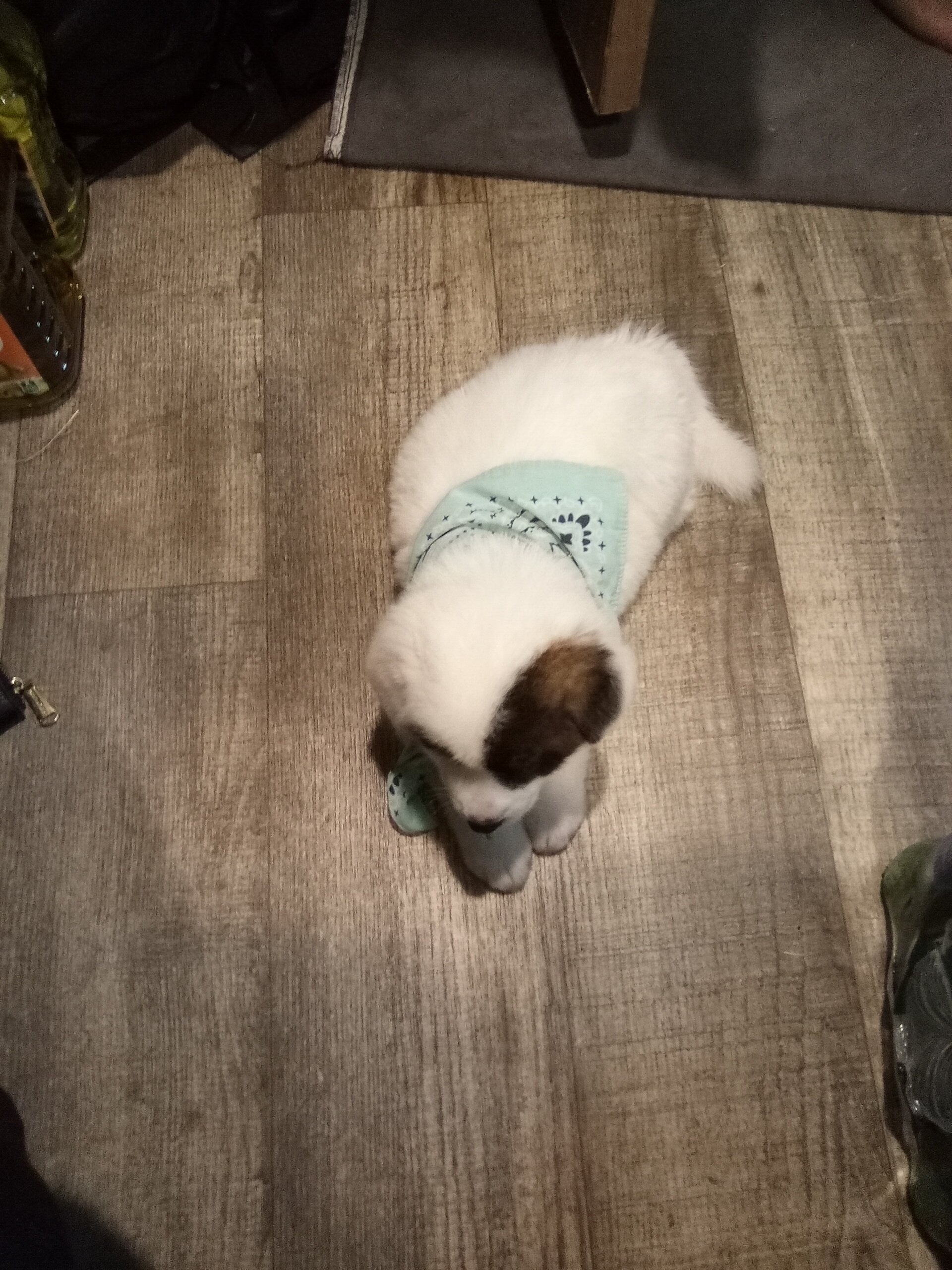 Beautiful Akita Puppy image 3