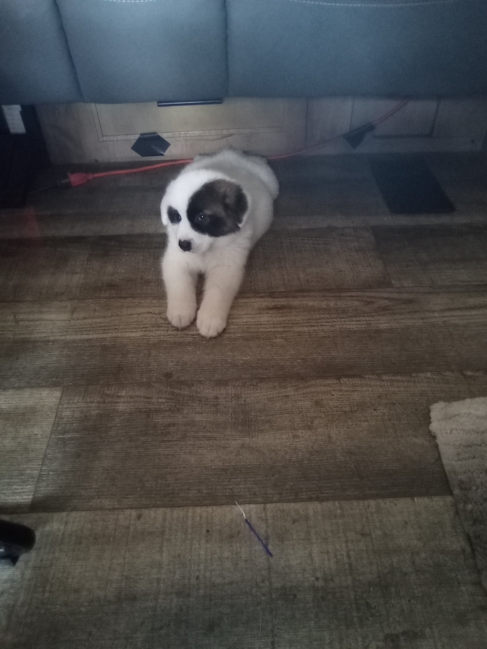 Beautiful Akita Puppy image 1