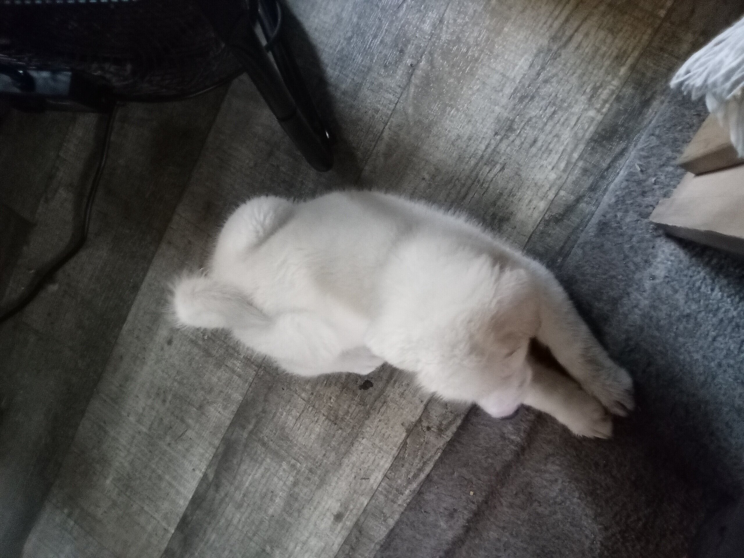 Beautiful Akita Puppy image 4