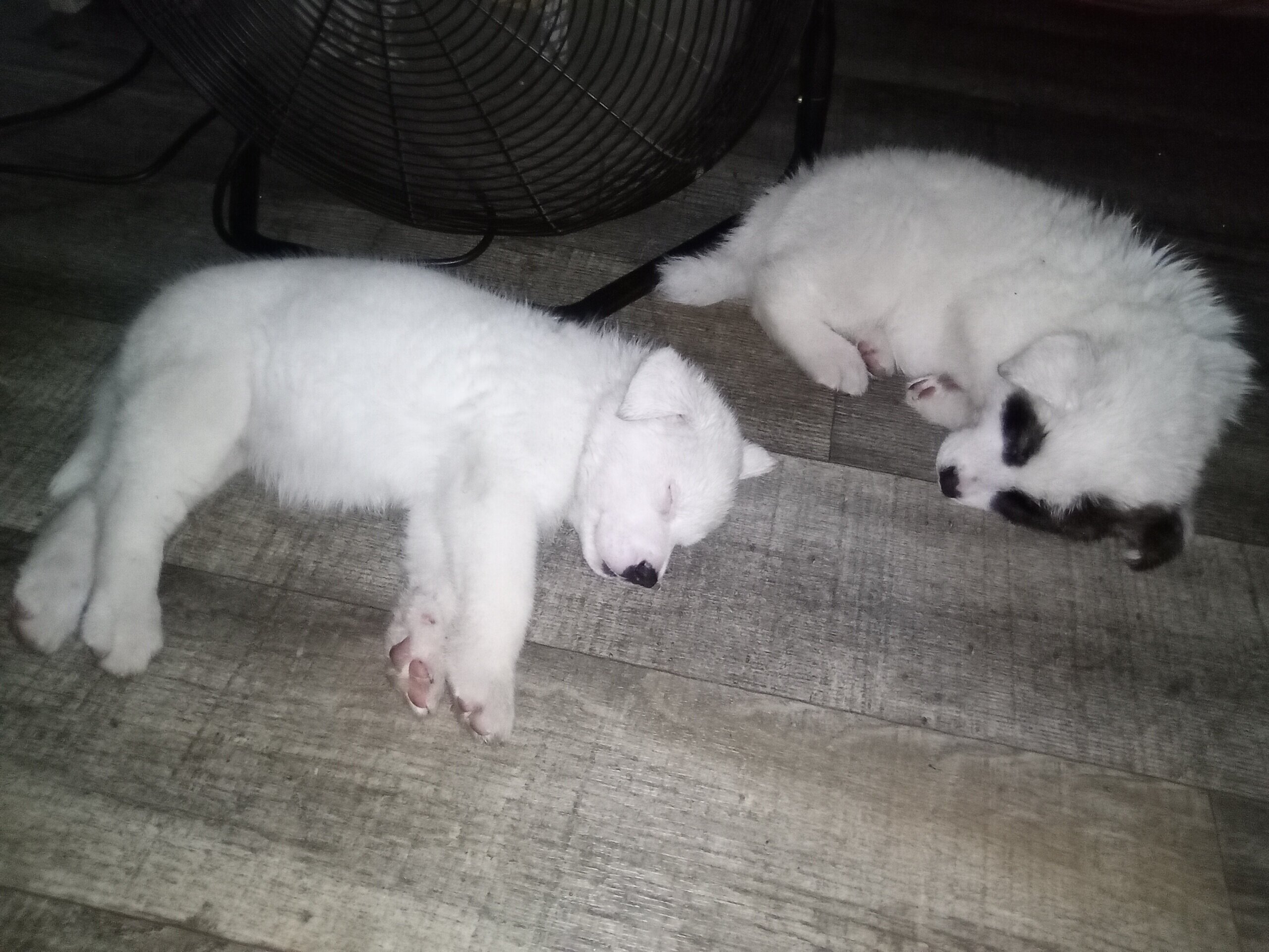 Beautiful Akita Puppy image 5