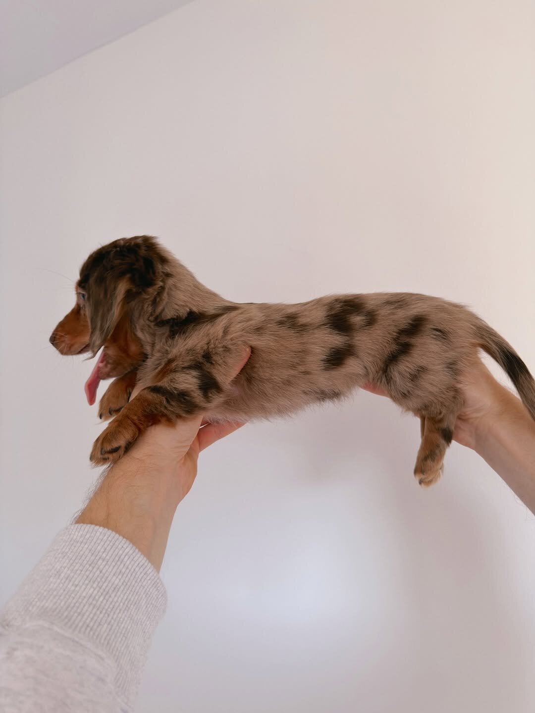mini dachshund image 3