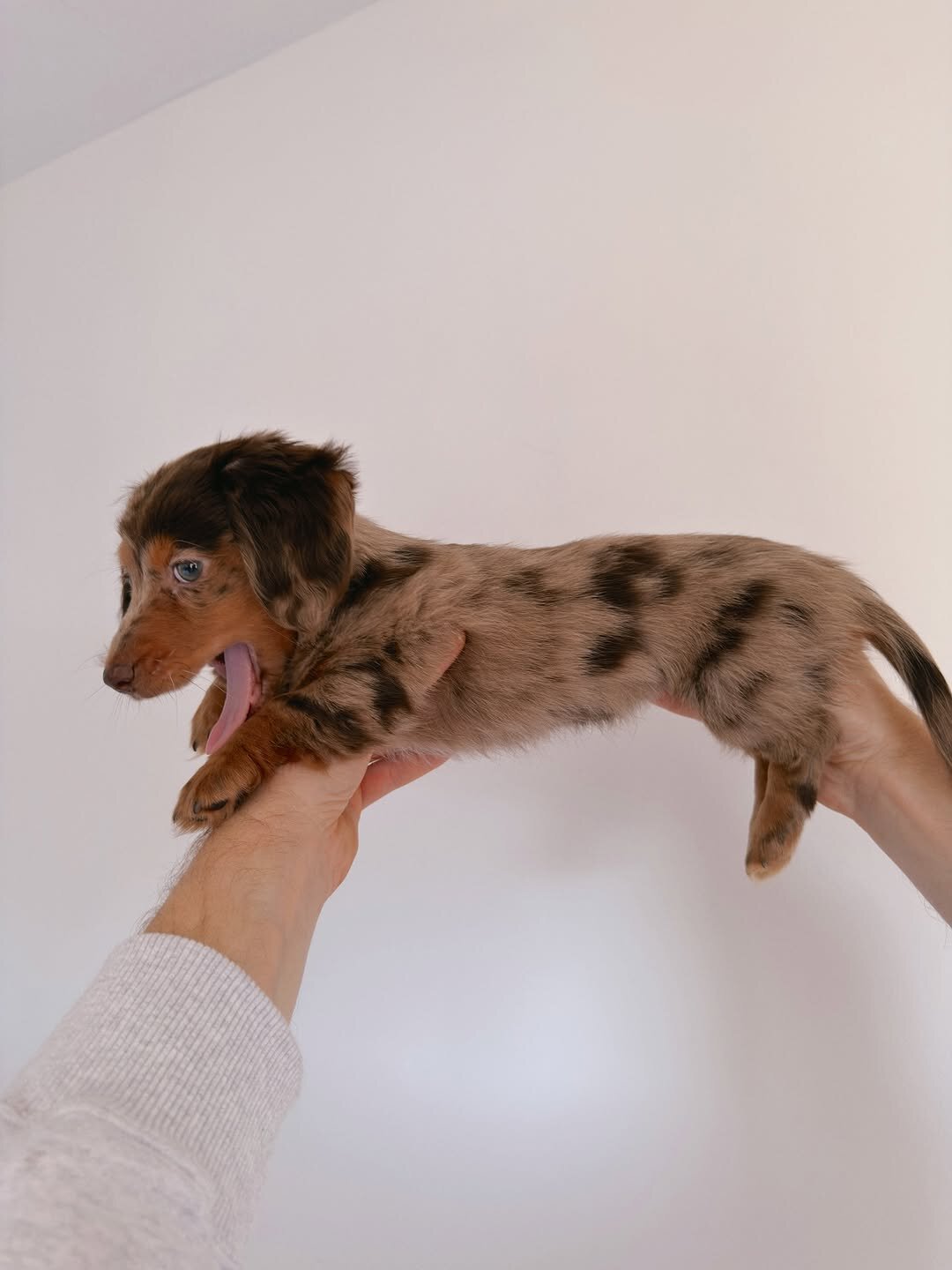 mini dachshund image 1