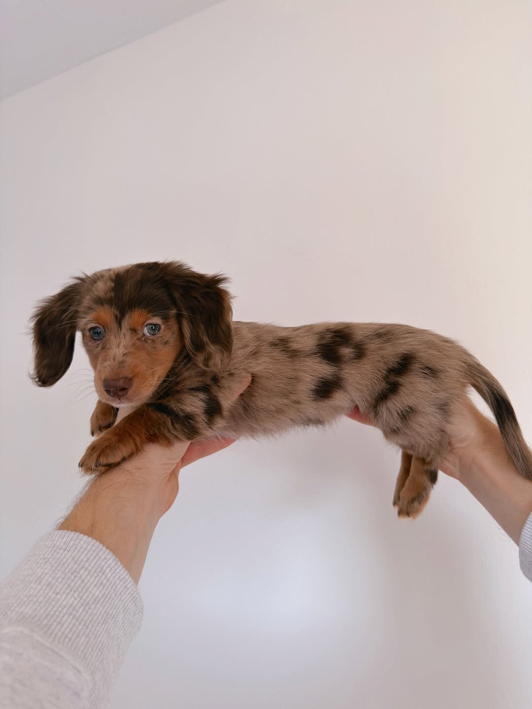 mini dachshund image 4