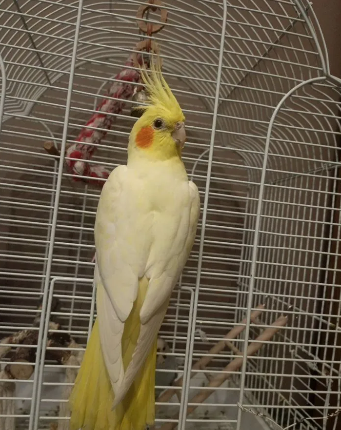 Parrot image 1