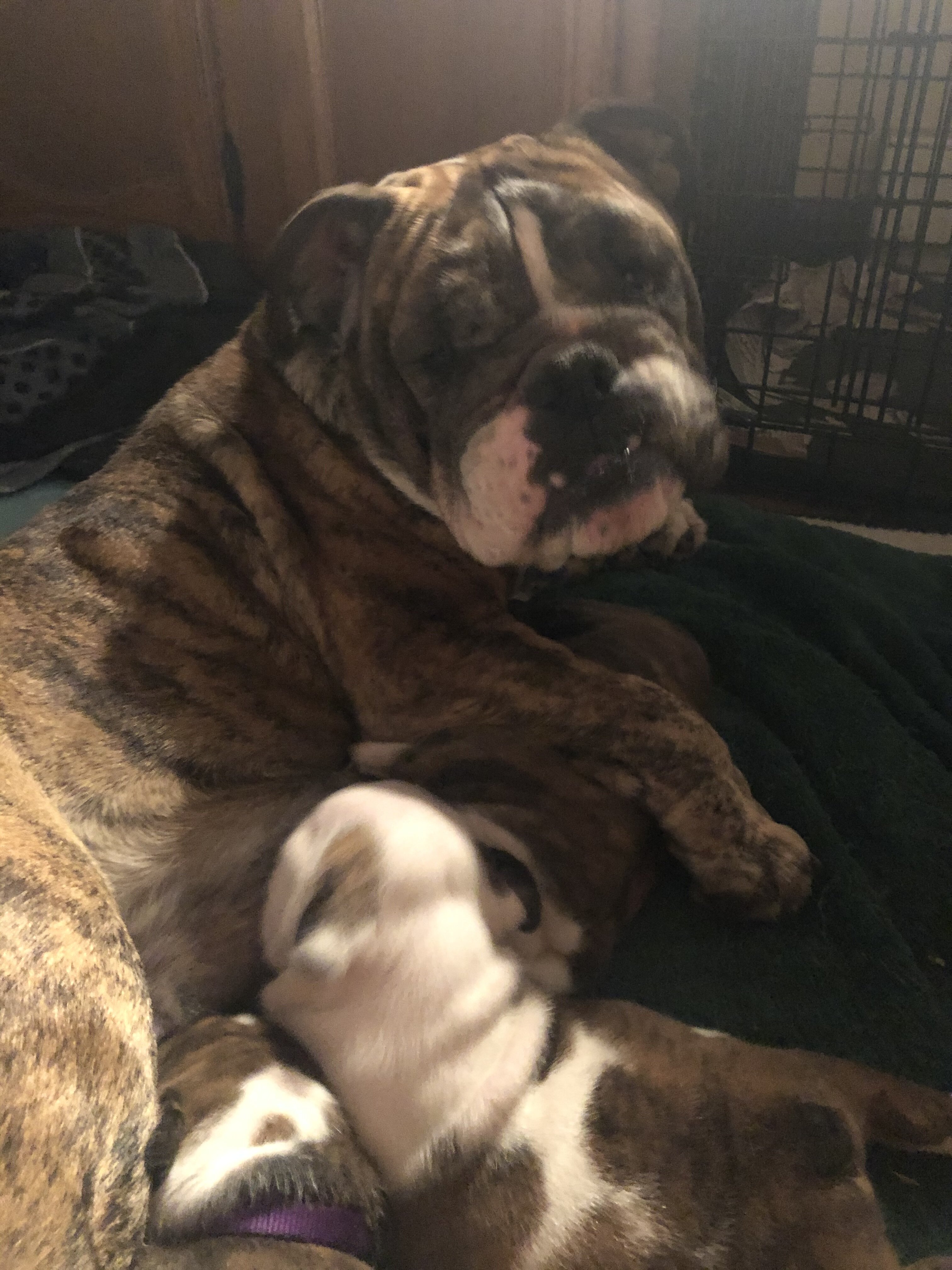 Bulldogs male pups image 6