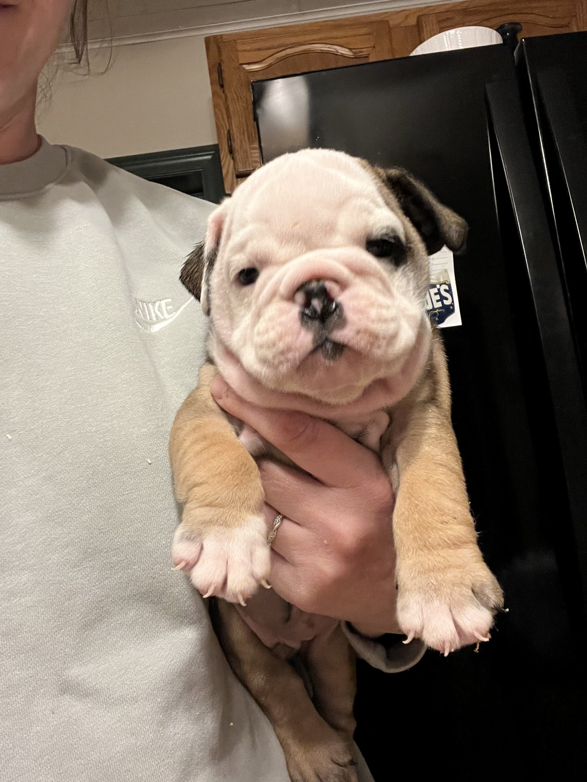 Bulldogs male pups image 1