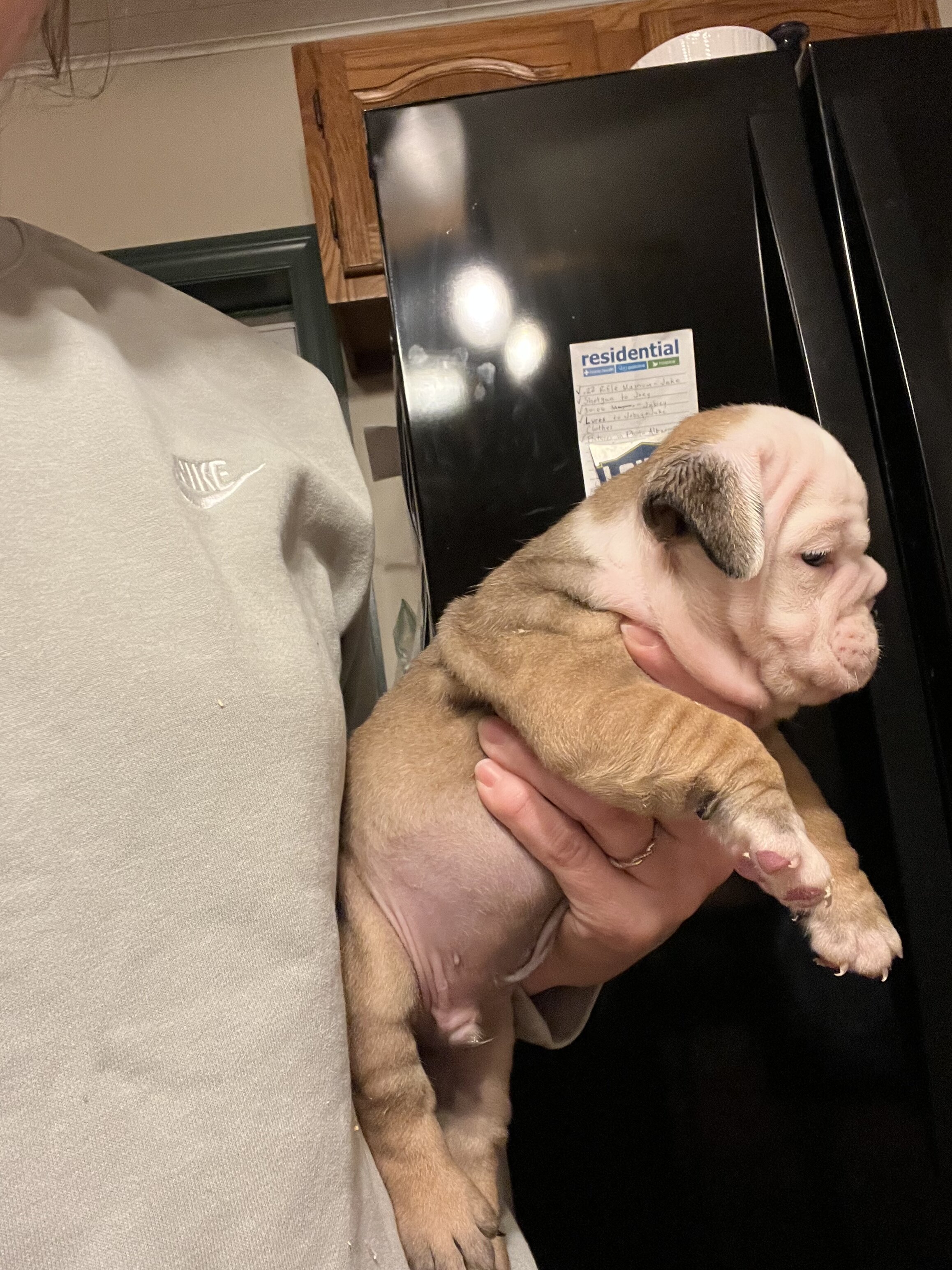 Bulldogs male pups image 2
