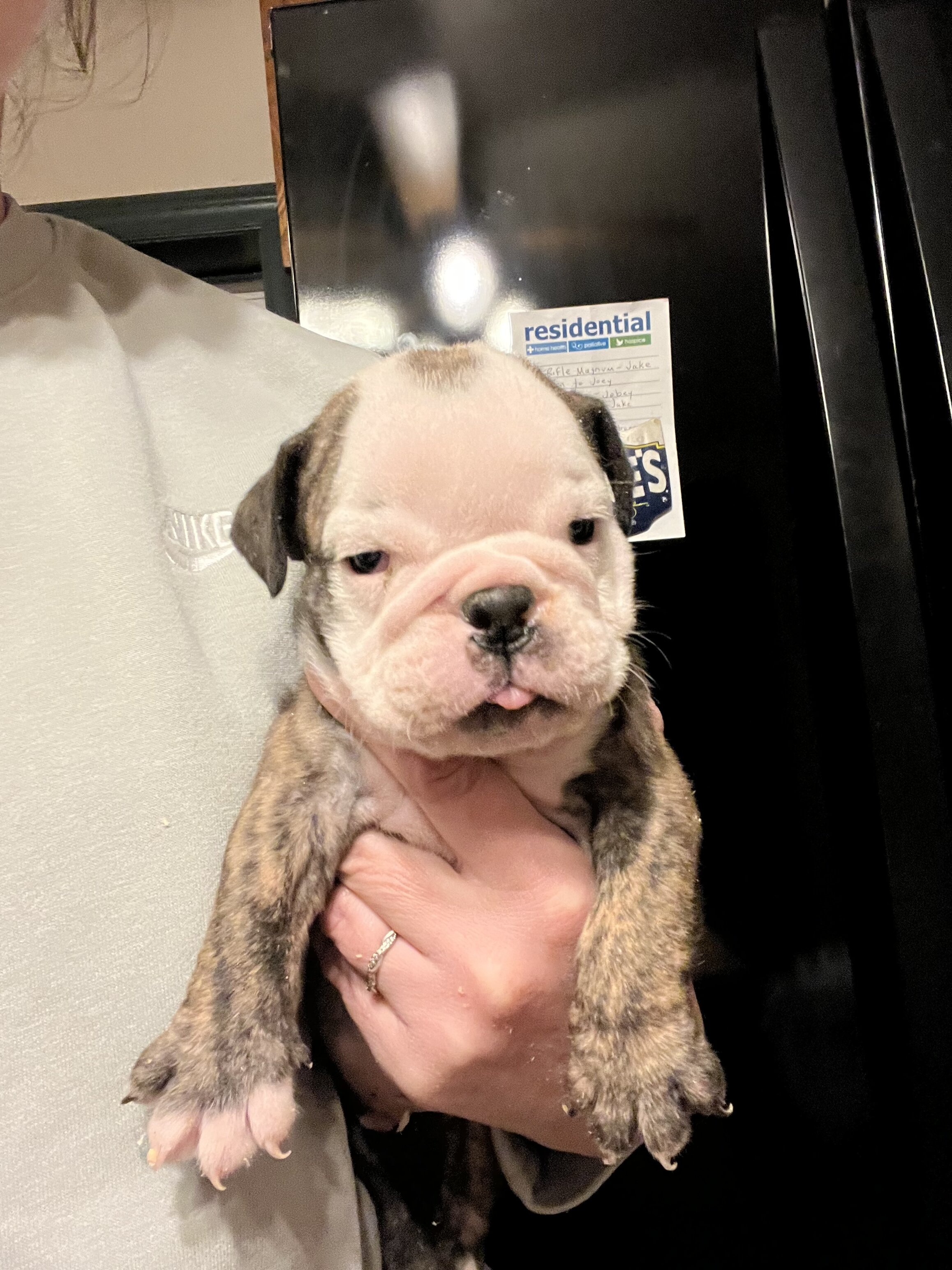 Bulldogs male pups image 4