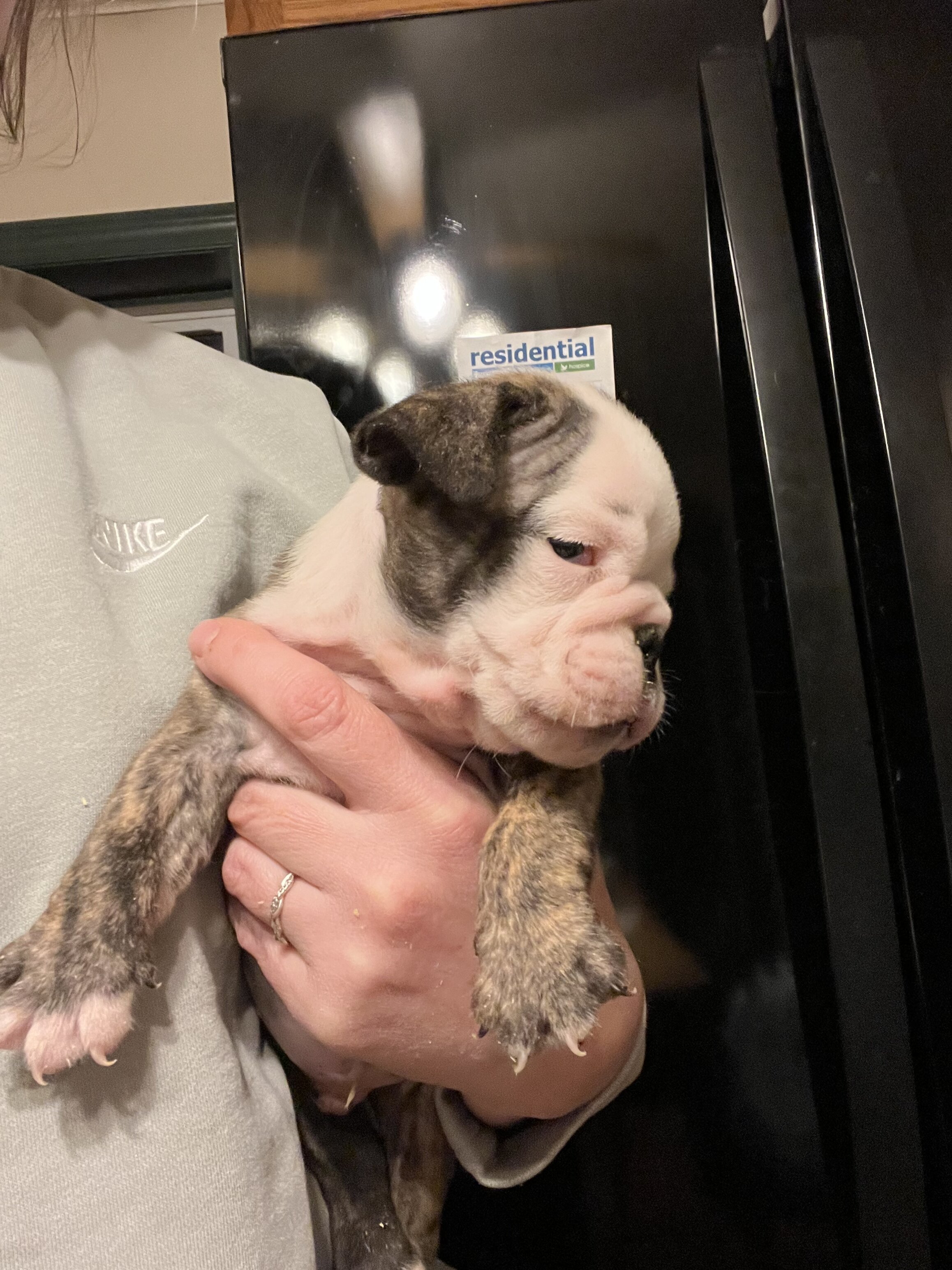 Bulldogs male pups image 3