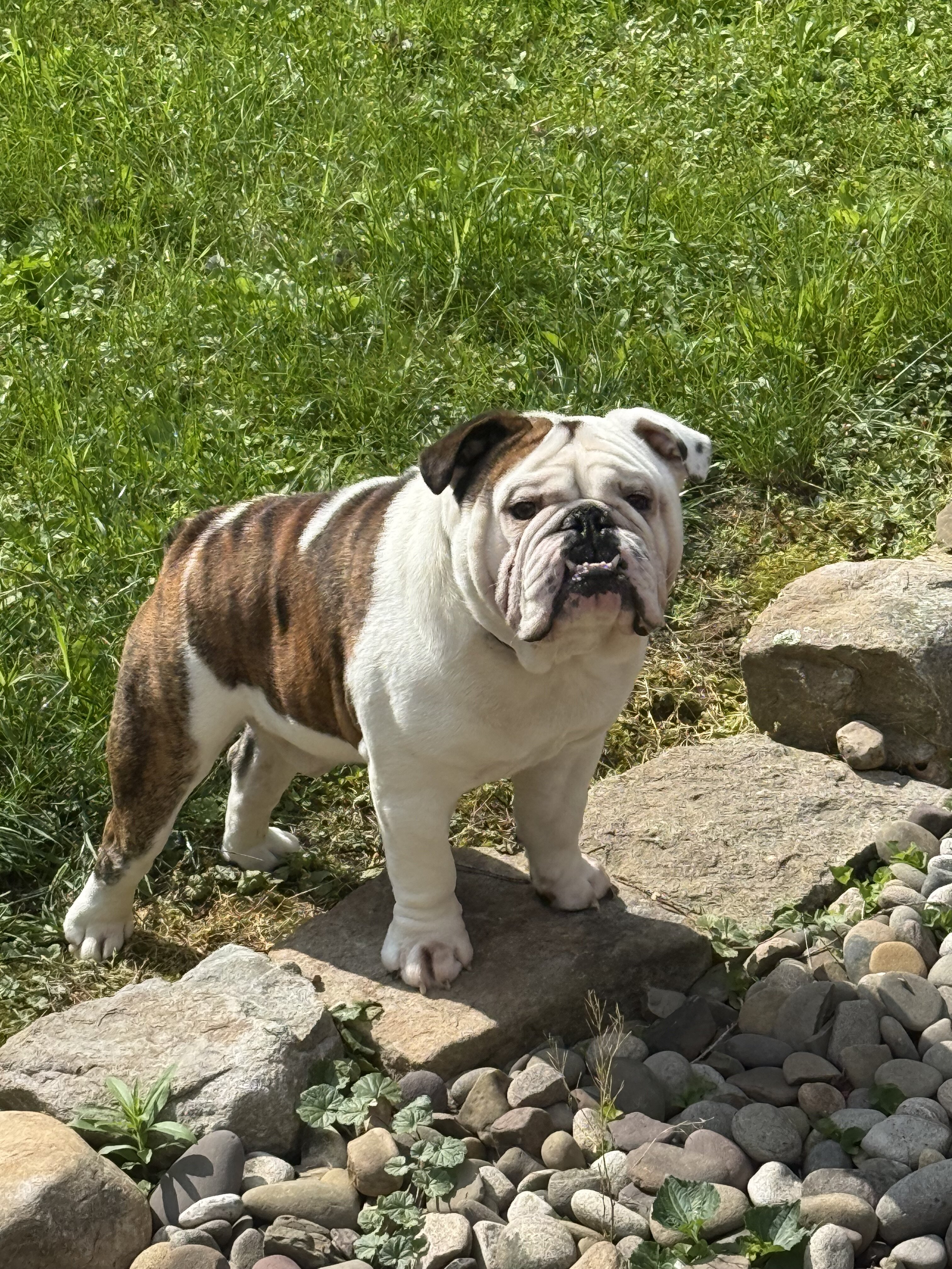 Bulldogs male pups image 5