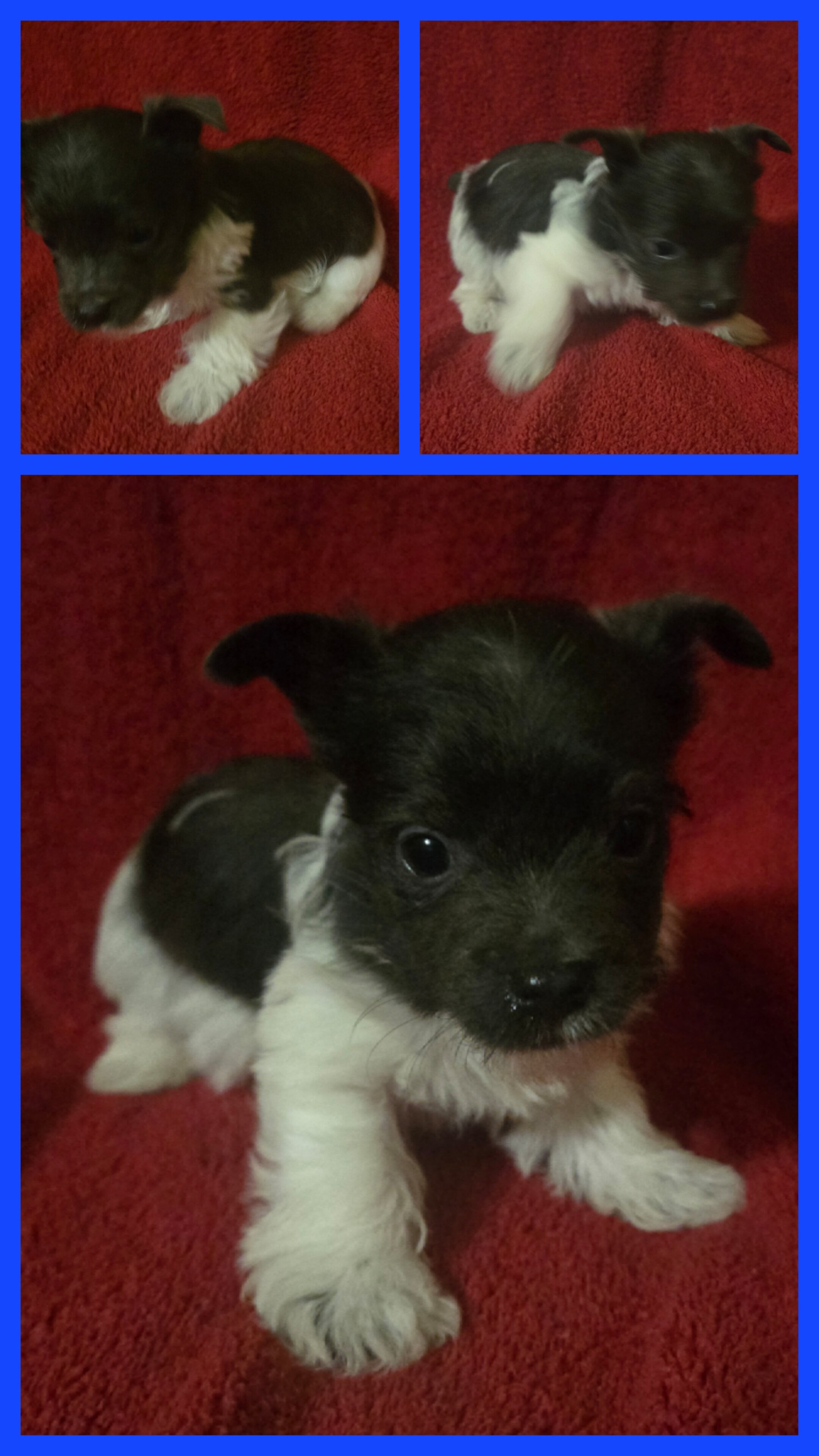 Yorkshire terrier puppies image 4