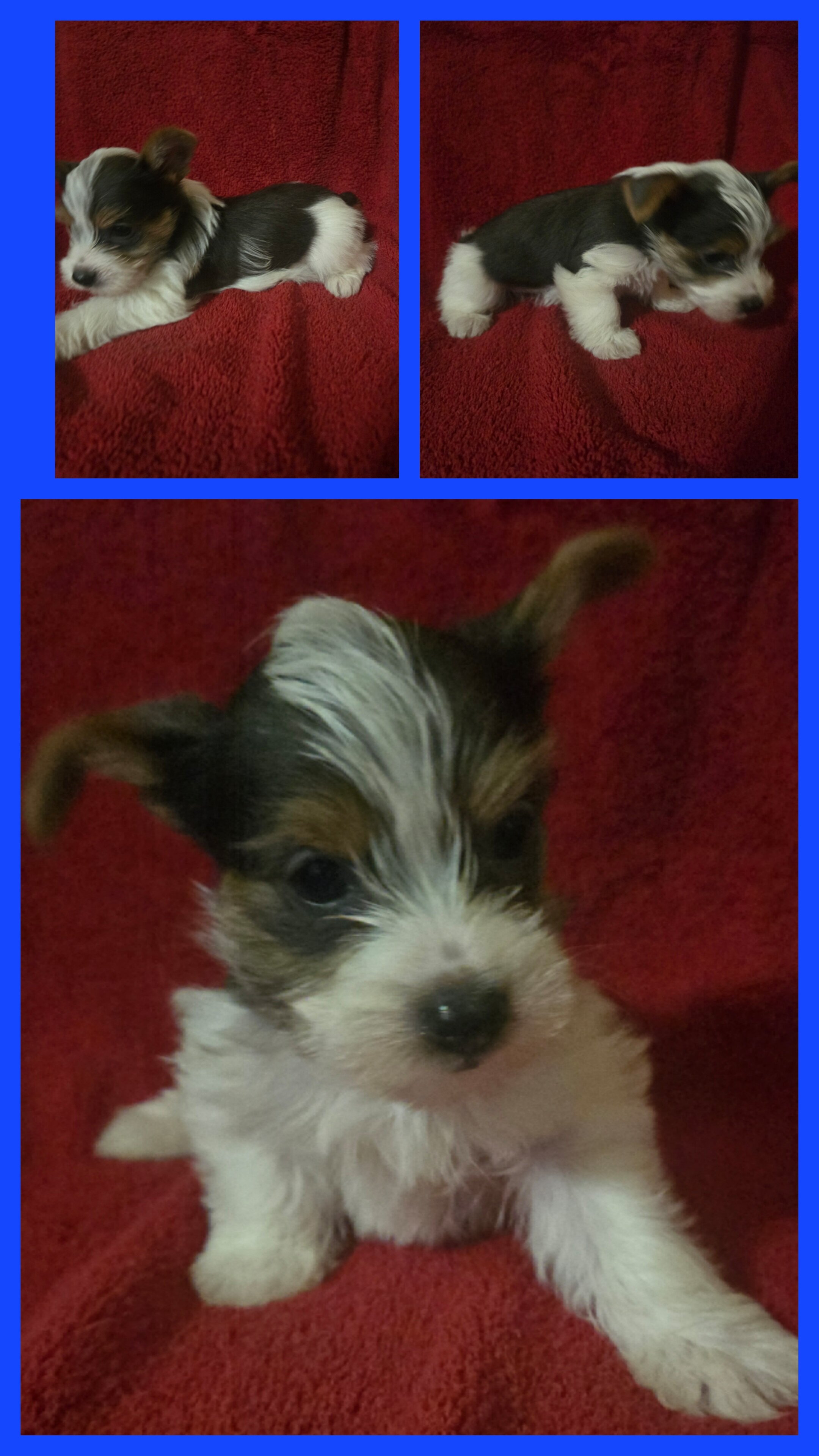 Yorkshire terrier puppies image 3