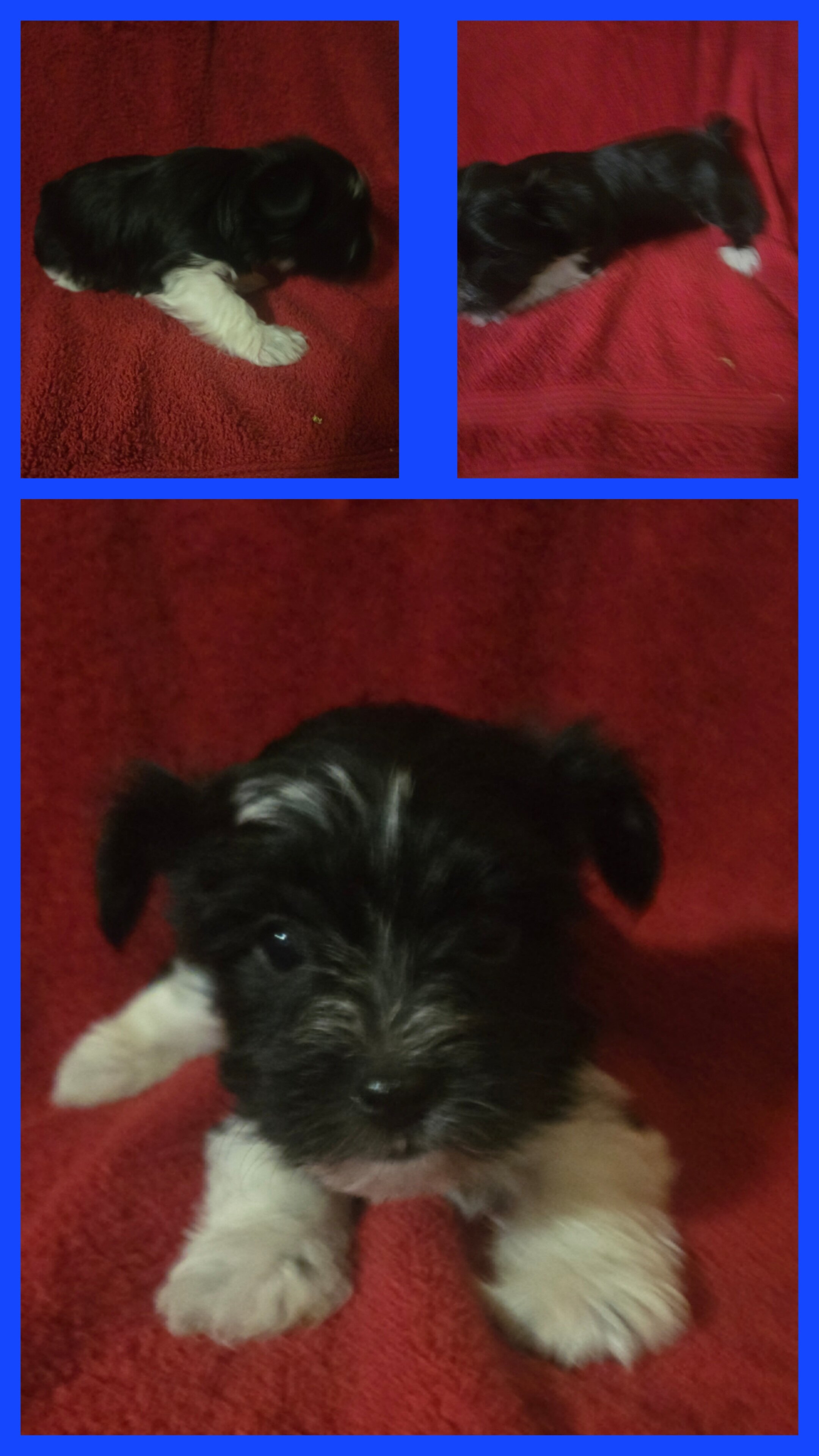 Yorkshire terrier puppies image 2