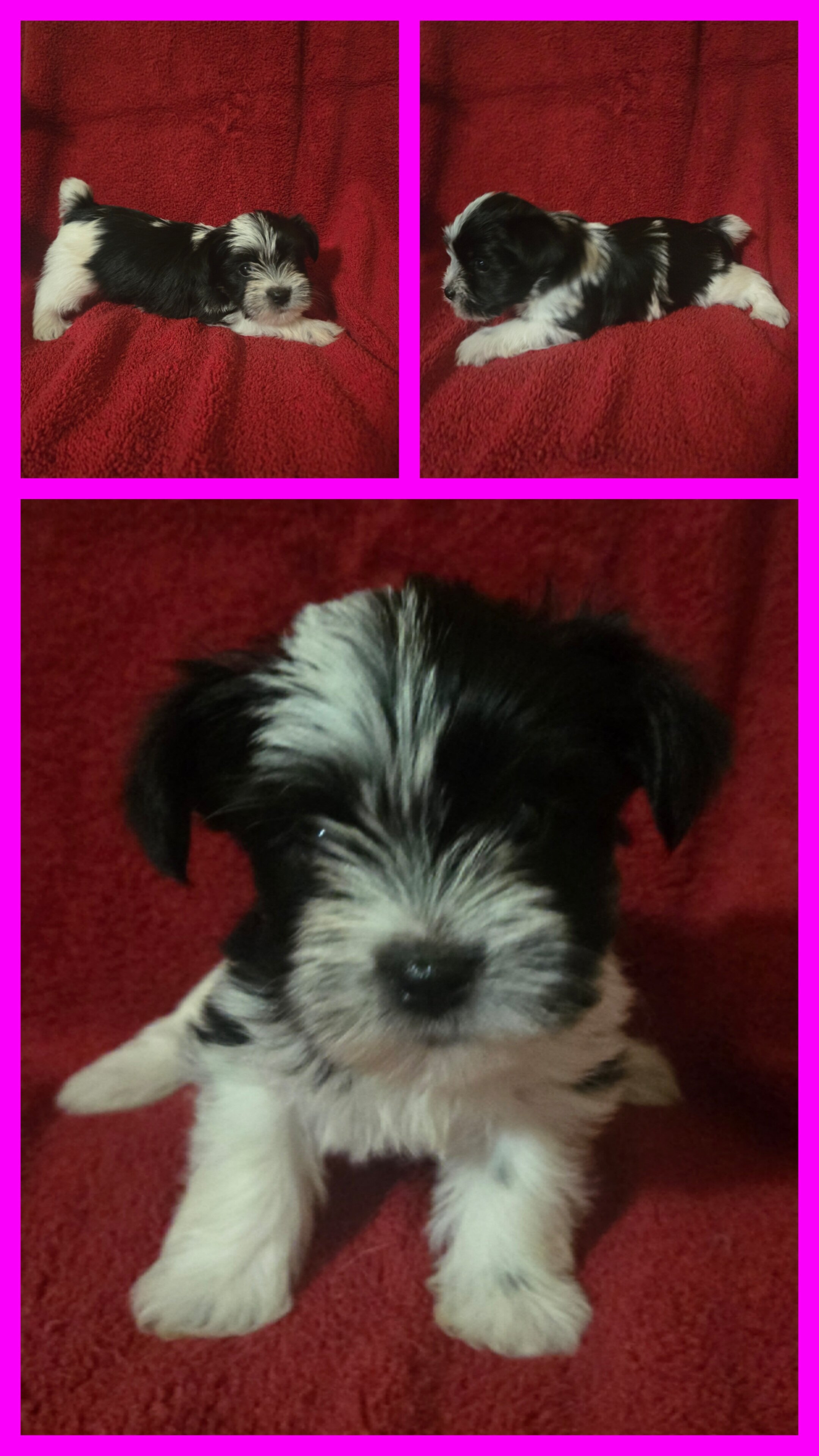 Yorkshire terrier puppies image 1